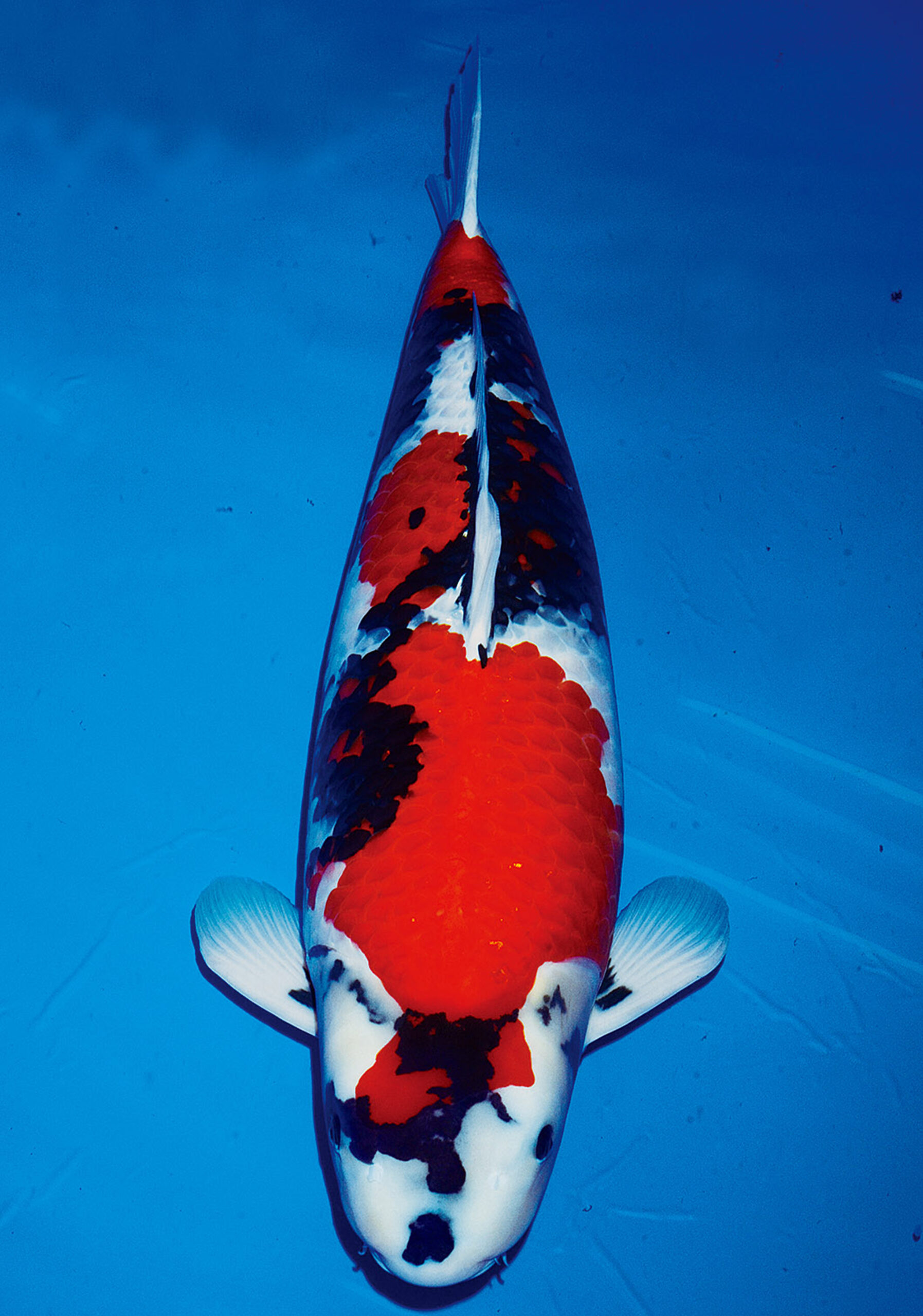 Award Koi Image