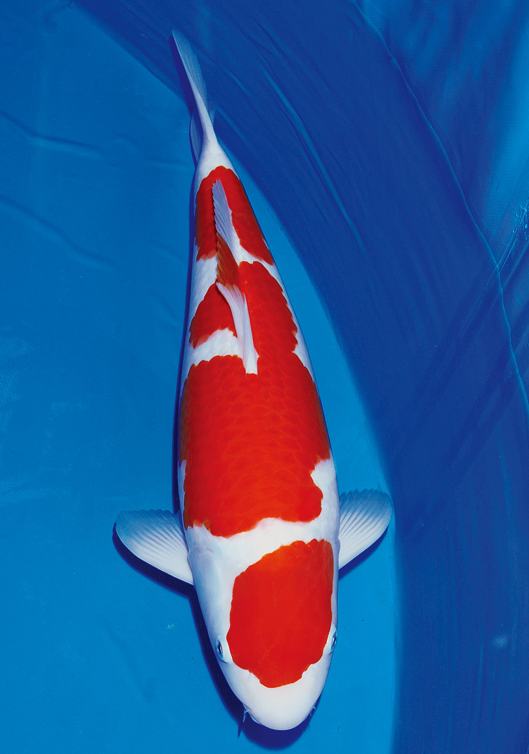 Award Koi Image
