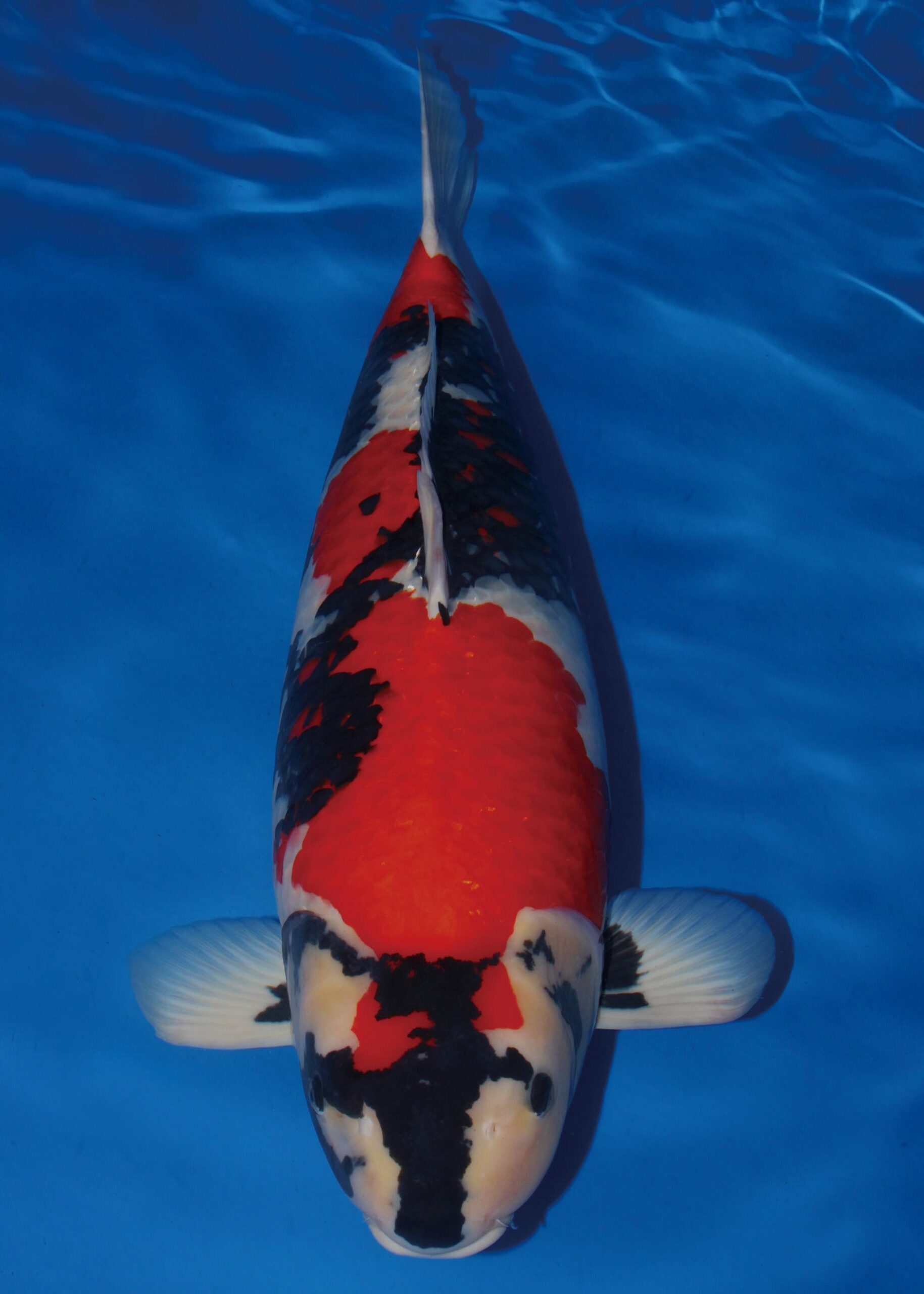 Award Koi Image
