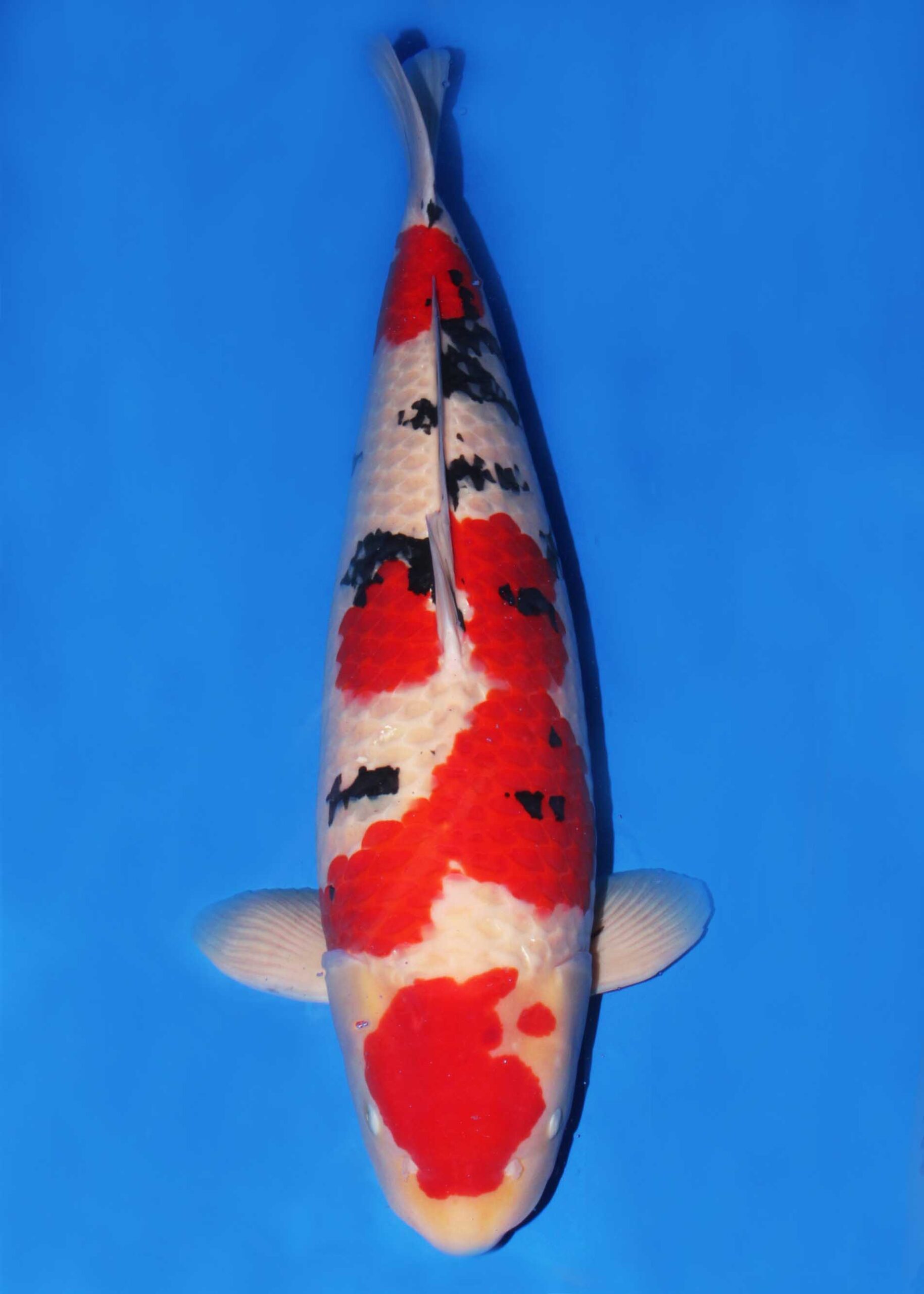 Award Koi Image