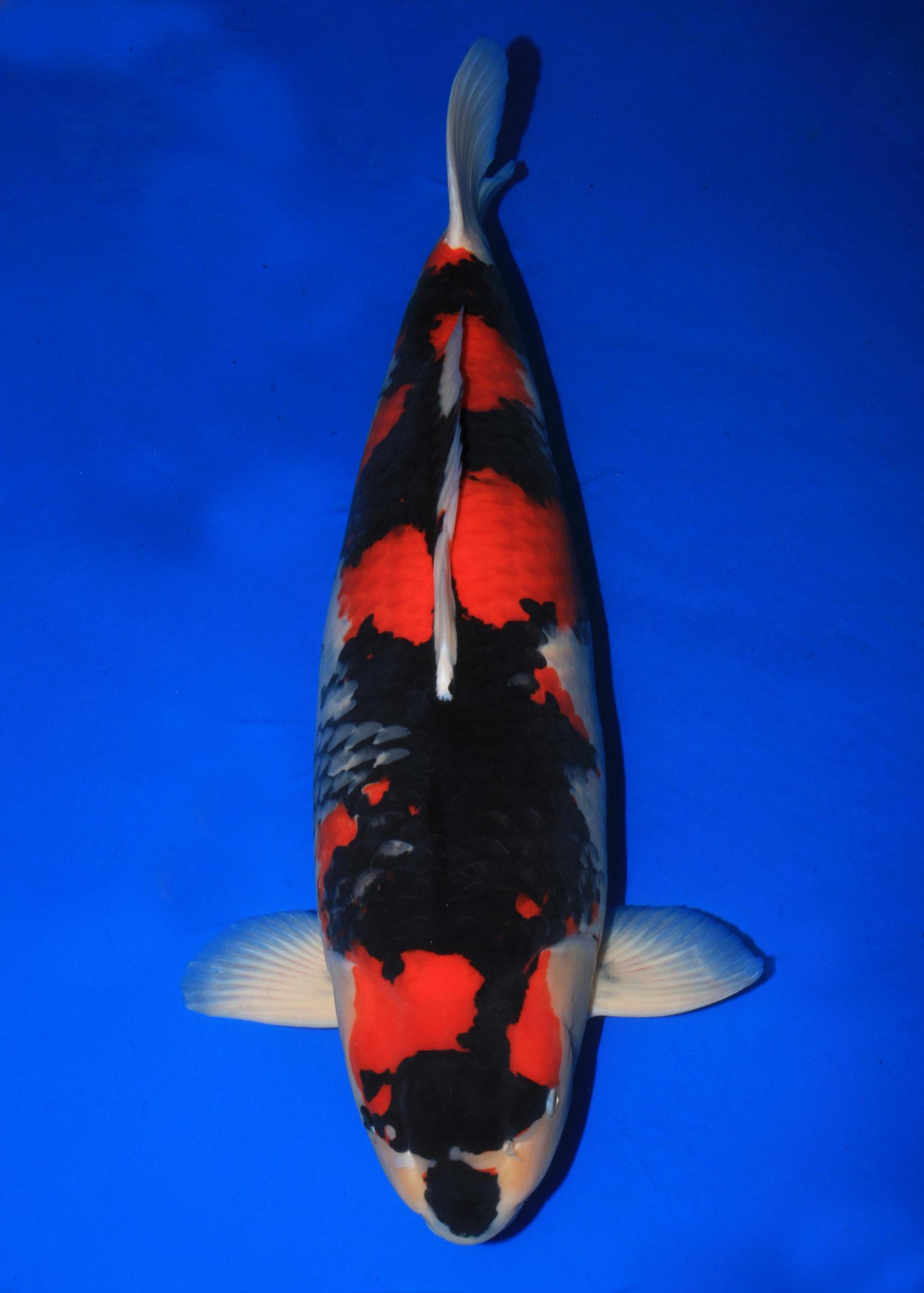 Award Koi Image