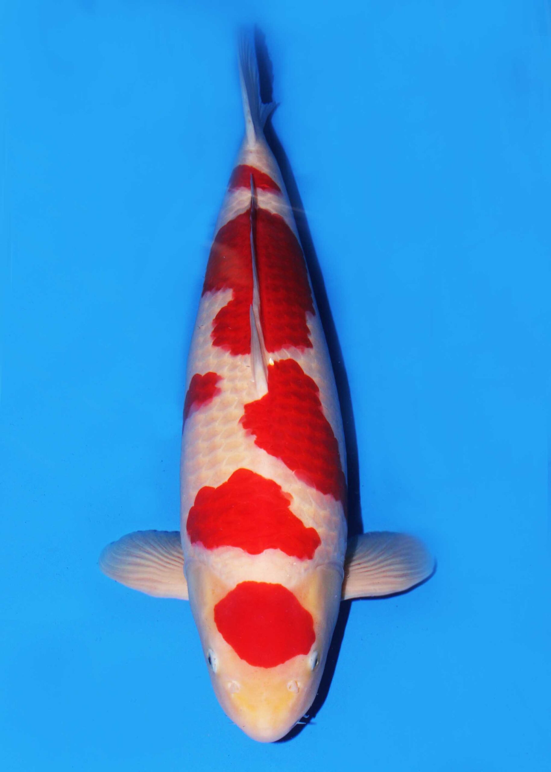 Award Koi Image