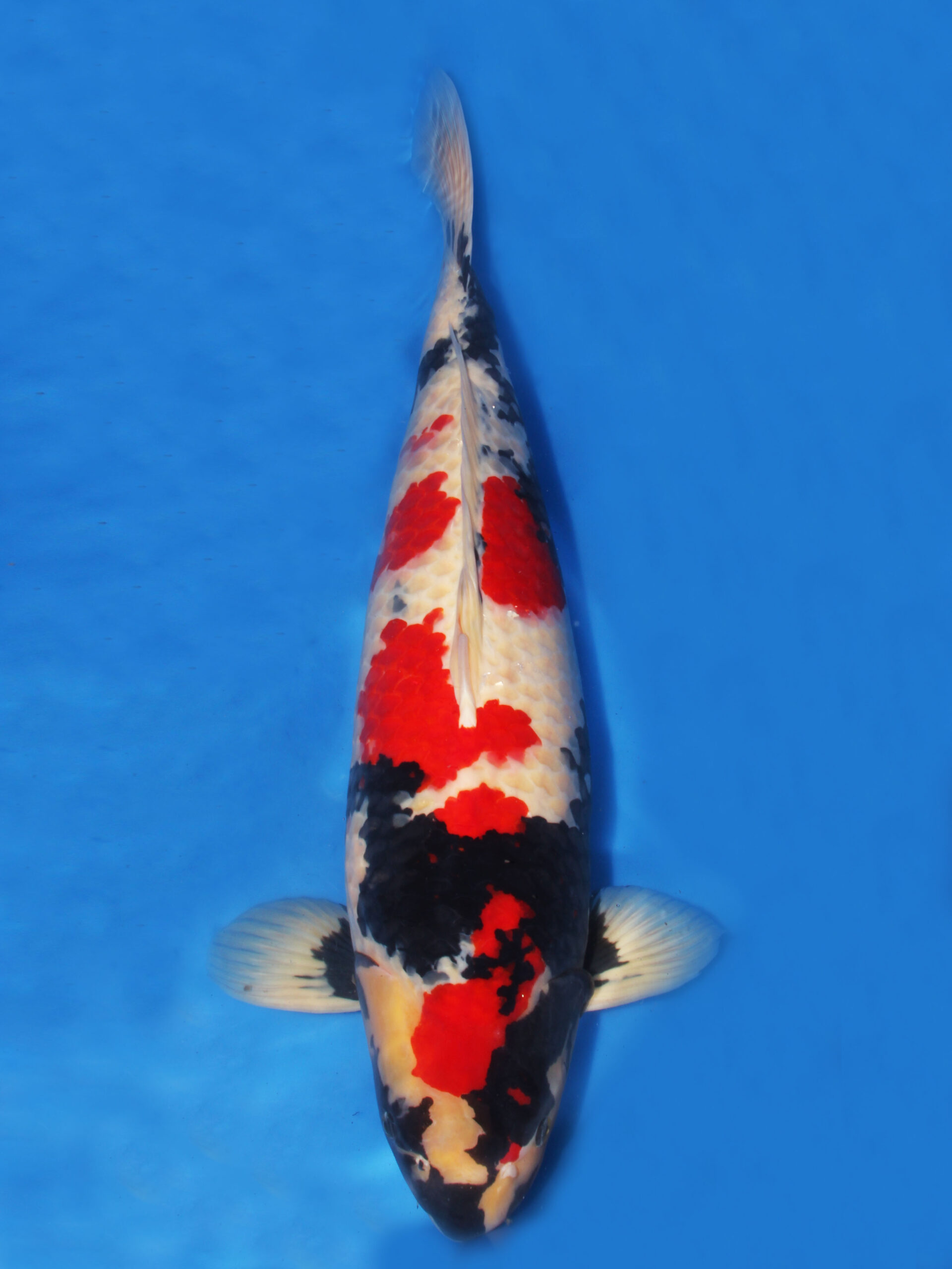 Award Koi Image