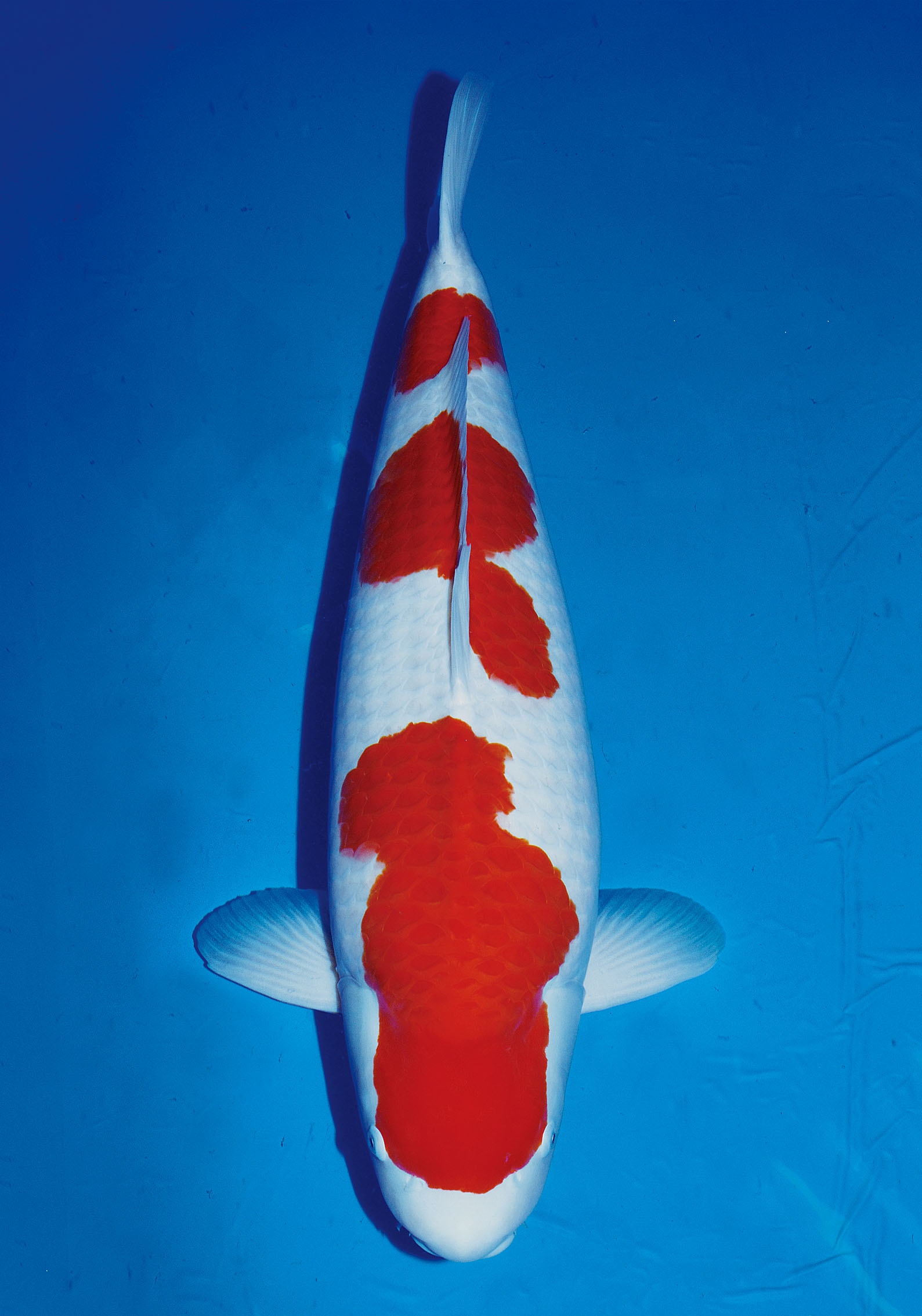 Award Koi Image