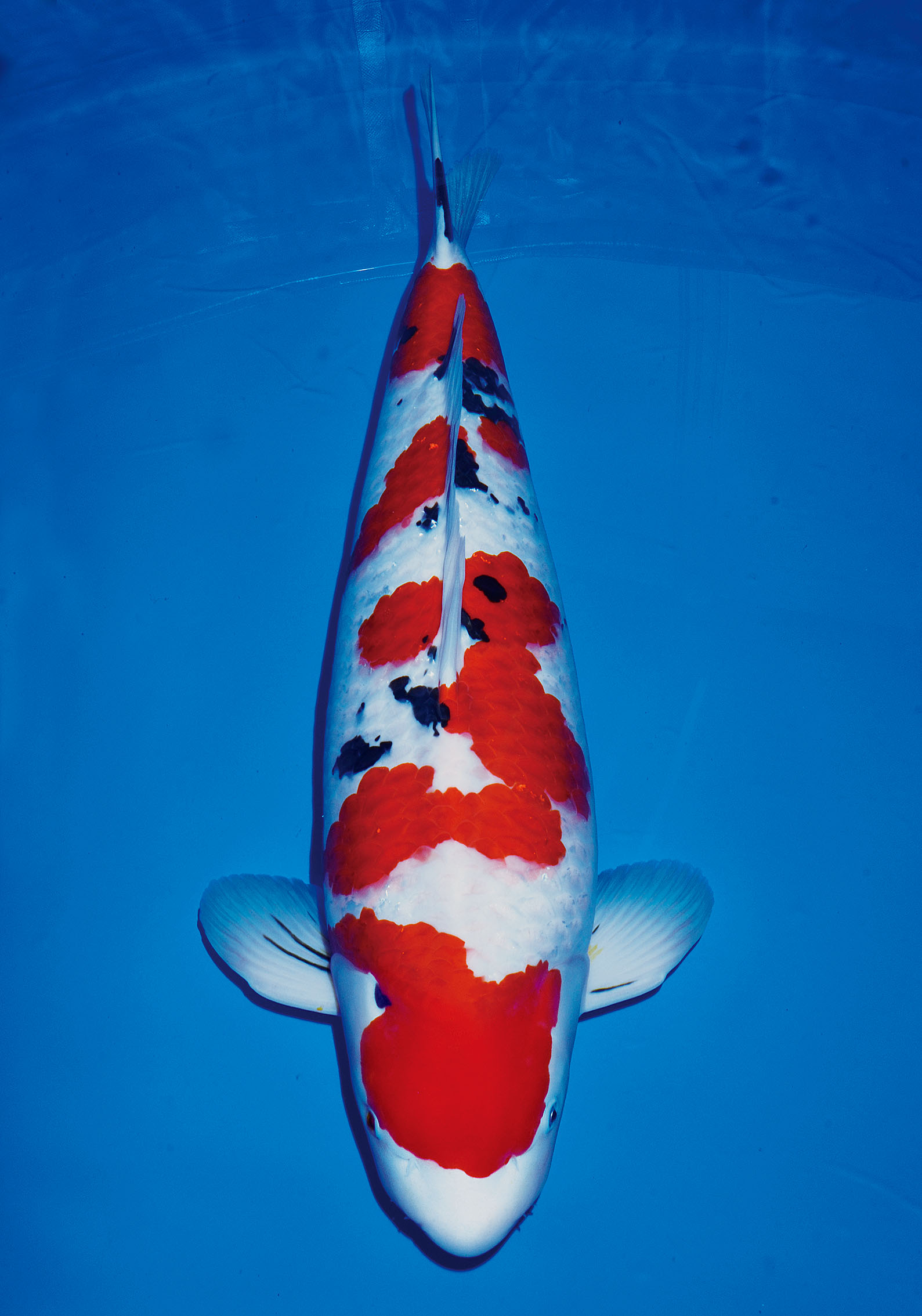 Award Koi Image