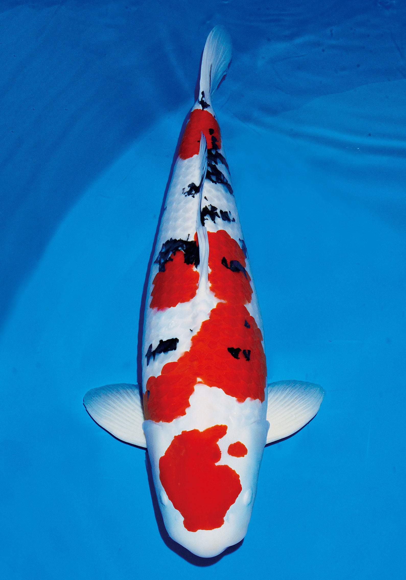 Award Koi Image