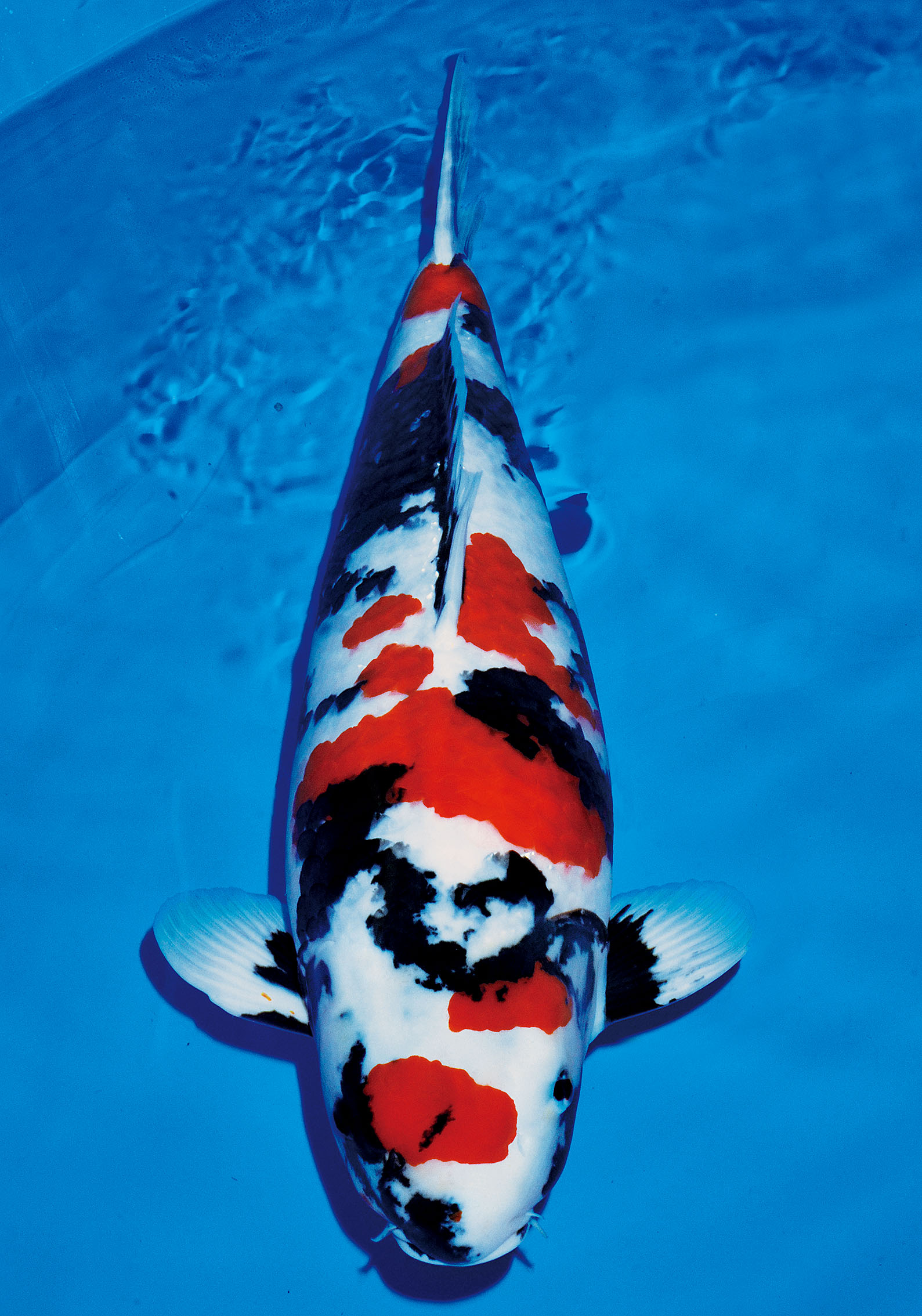 Award Koi Image