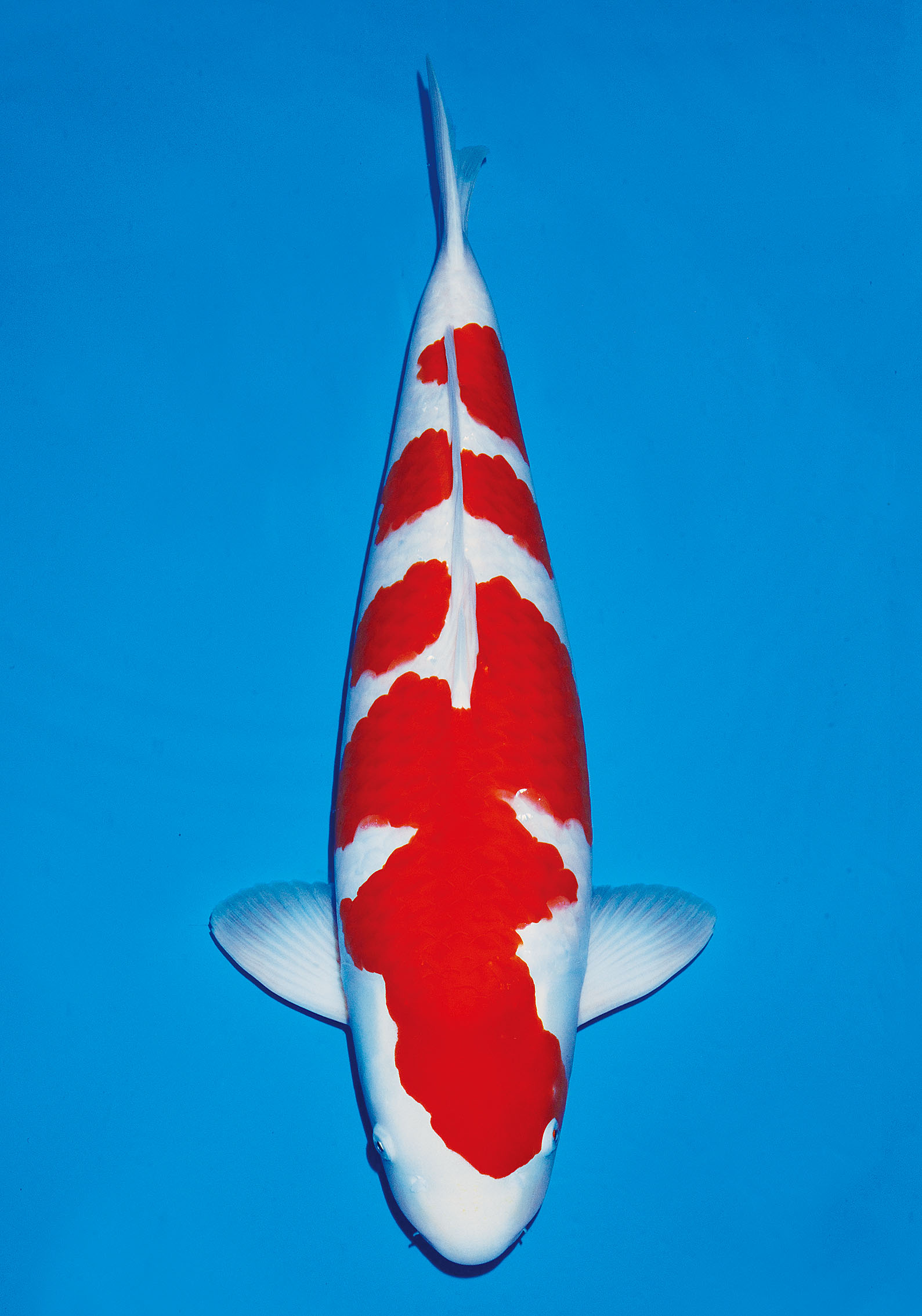 Award Koi Image