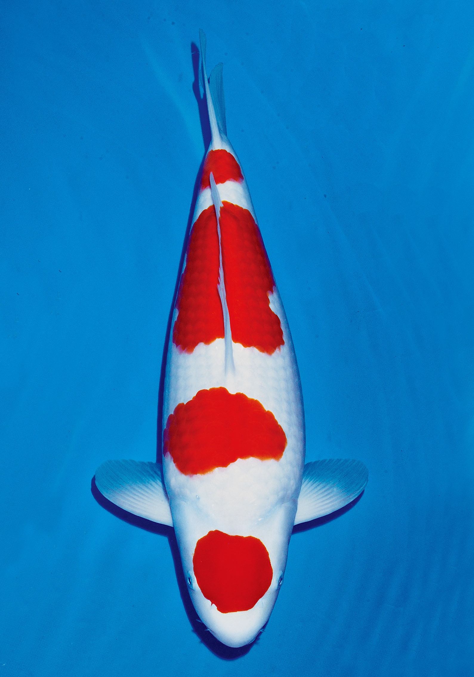 Award Koi Image
