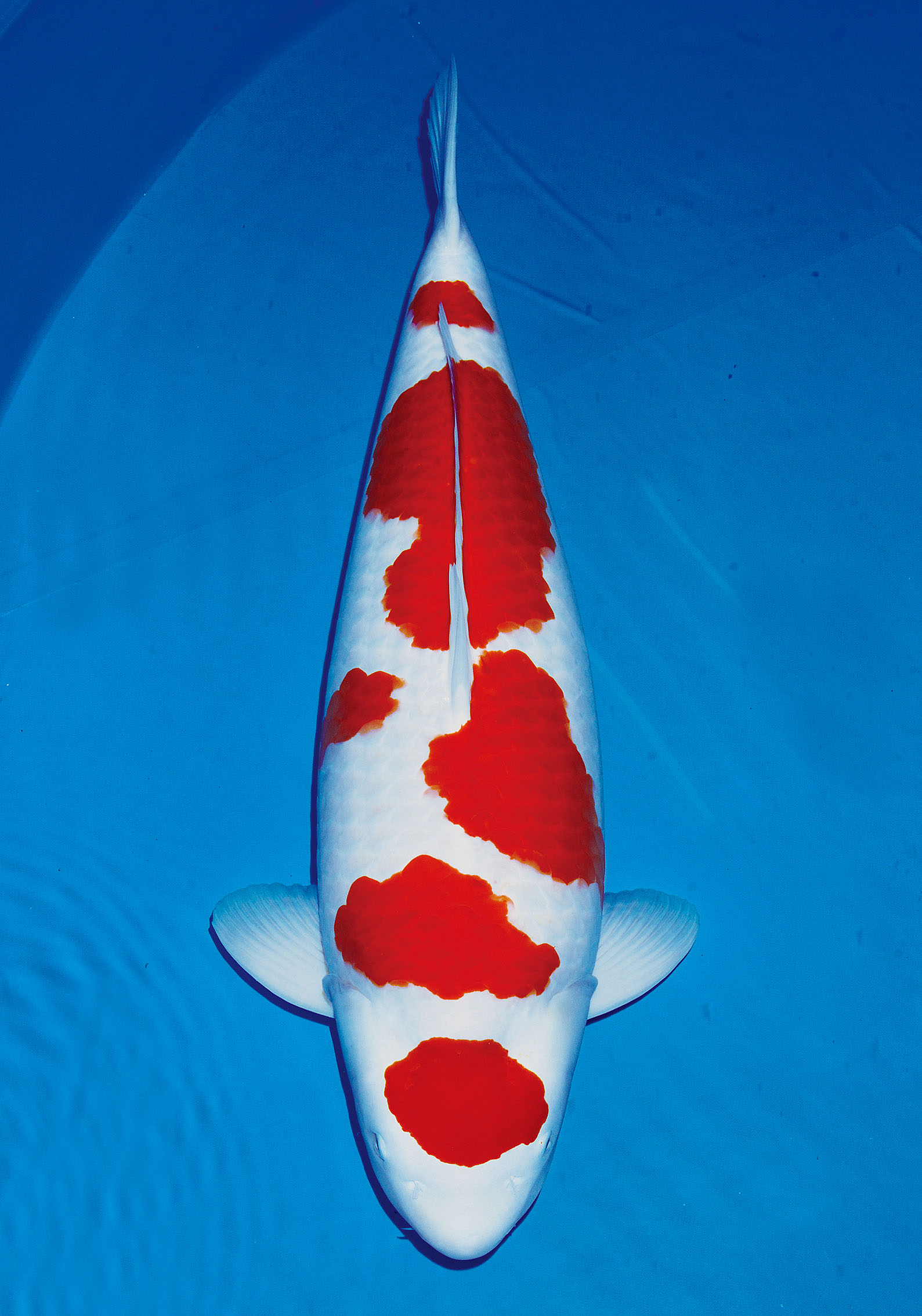 Award Koi Image