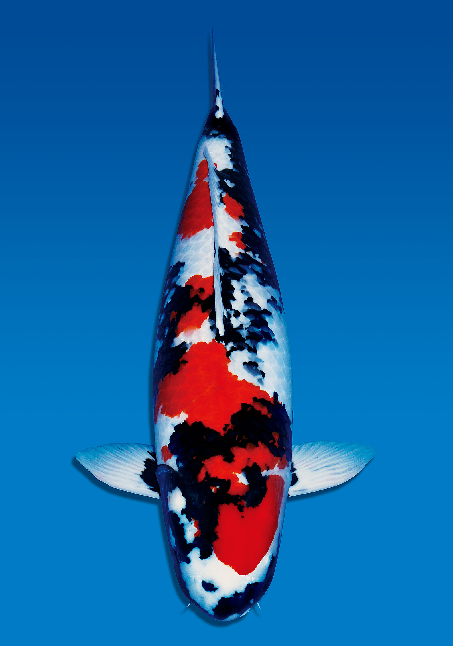 Award Koi Image
