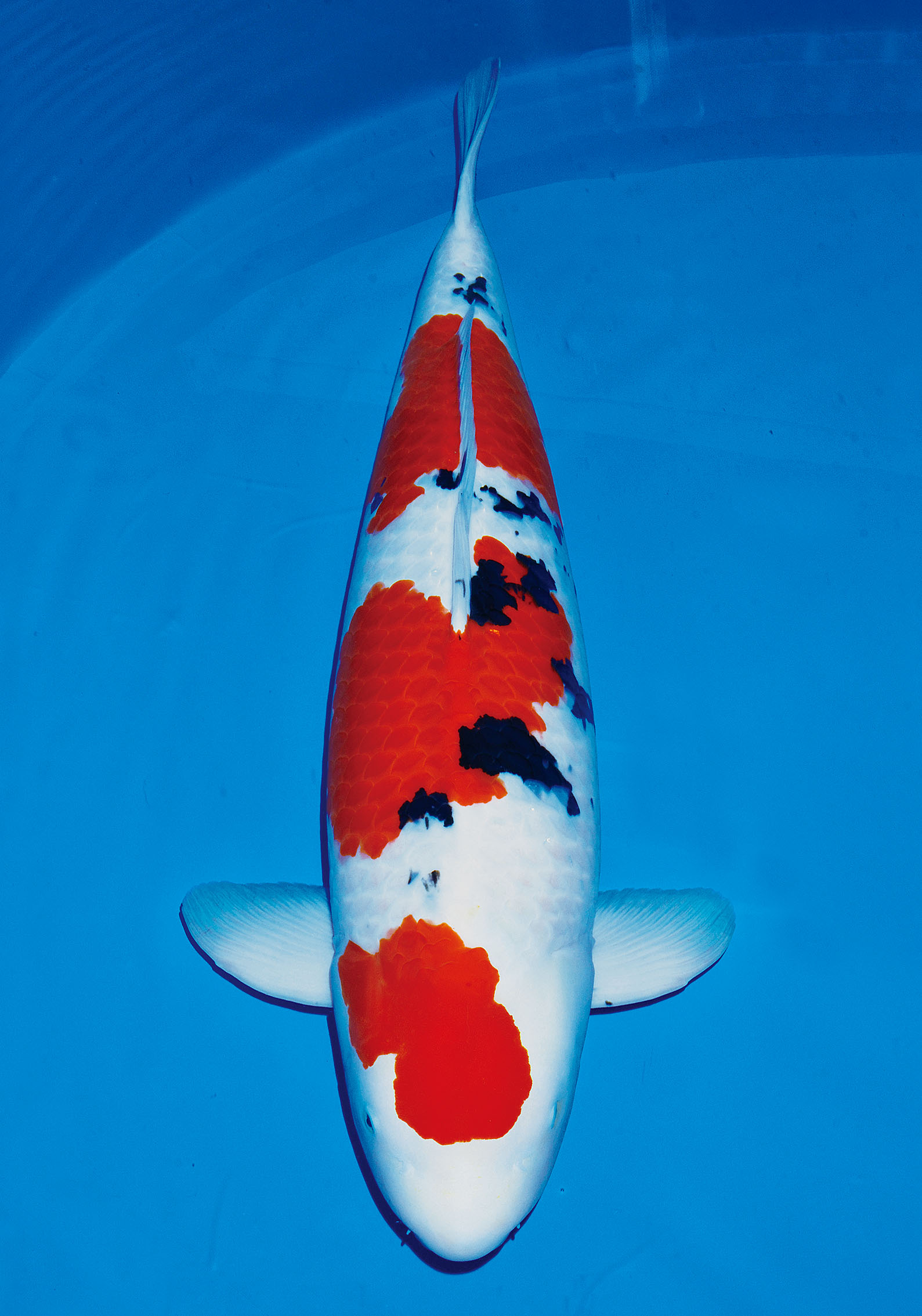 Award Koi Image