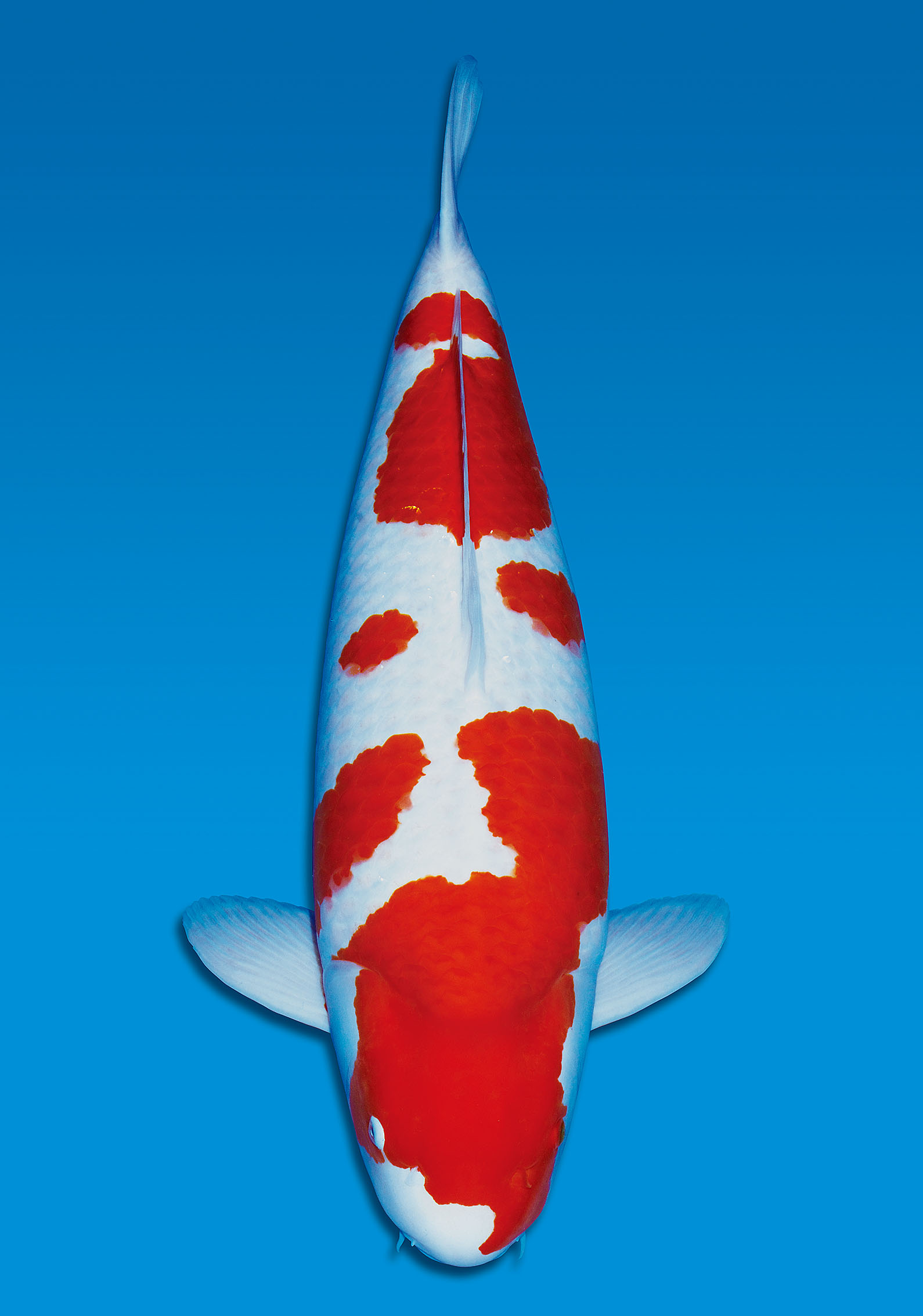 Award Koi Image