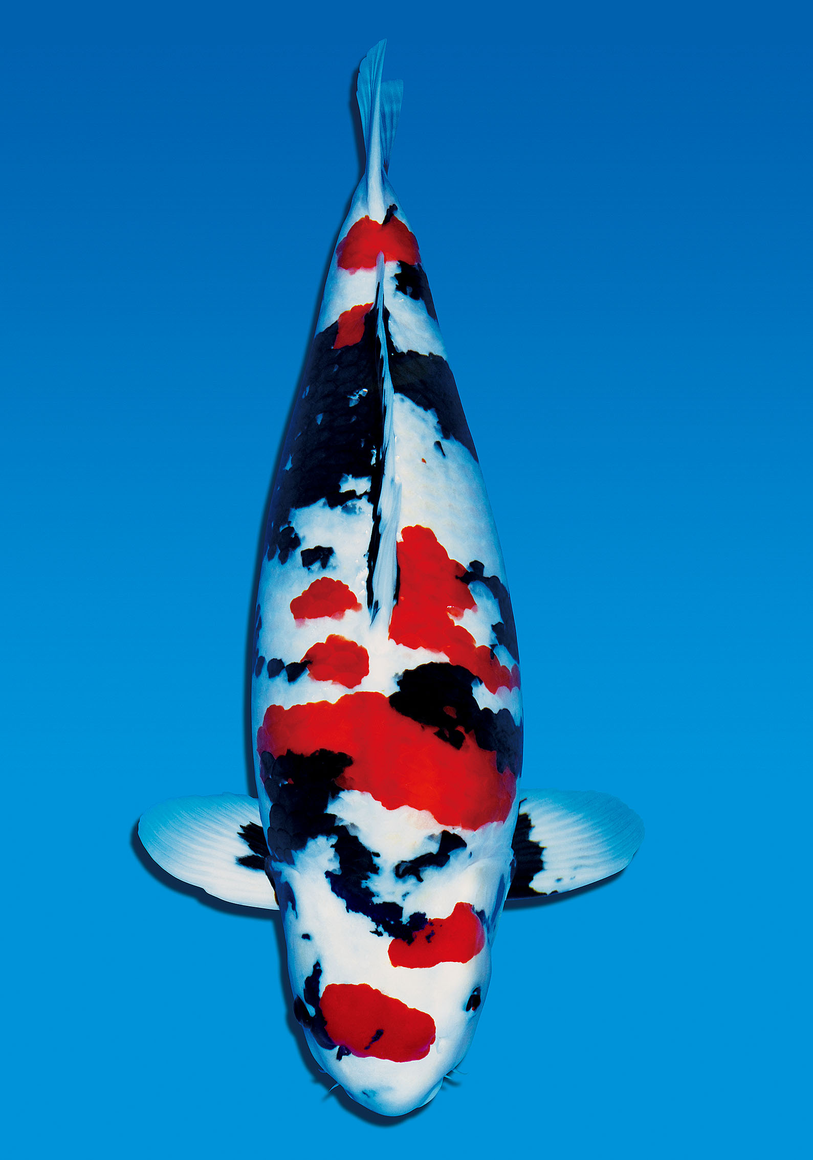 Award Koi Image