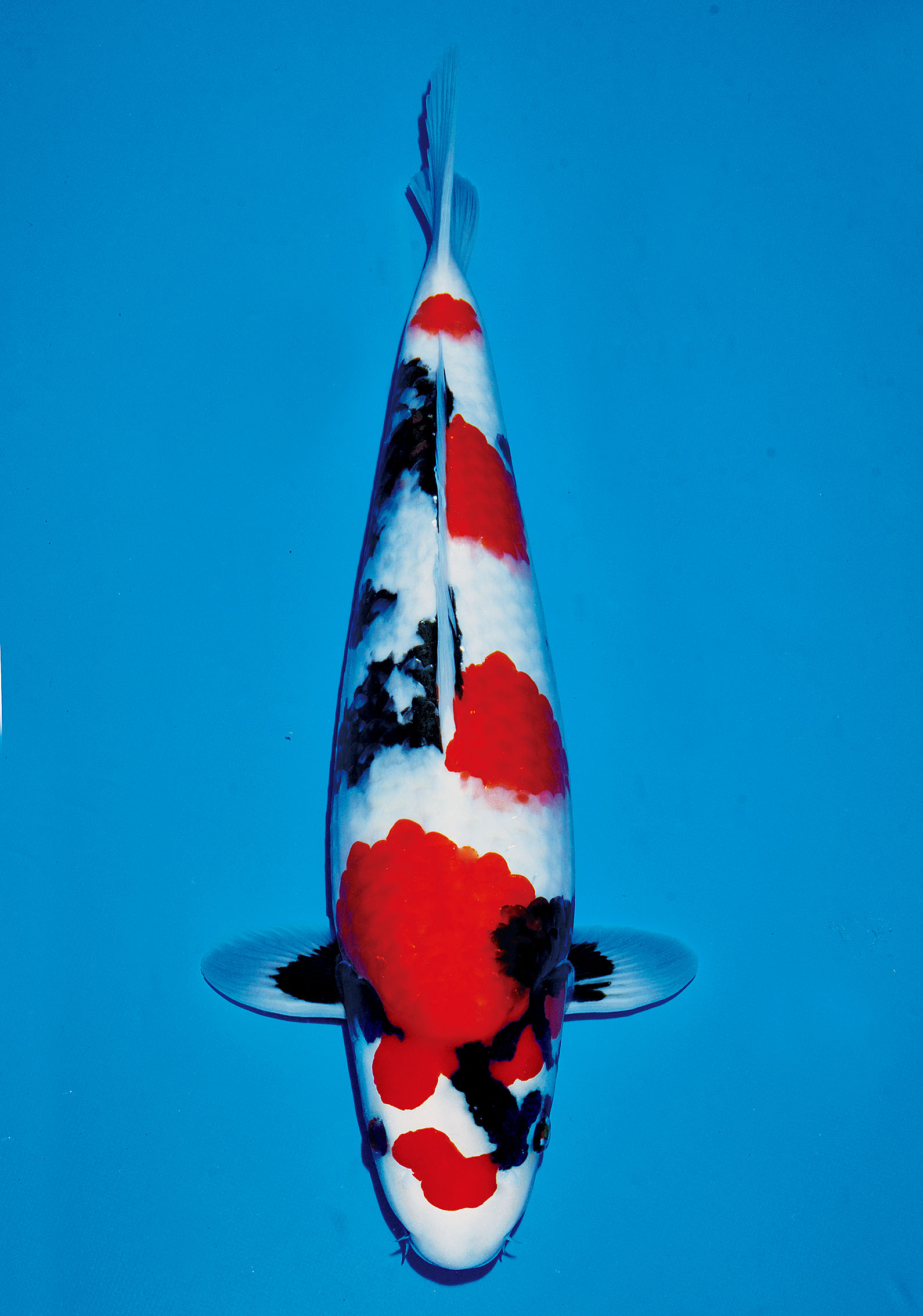 Award Koi Image