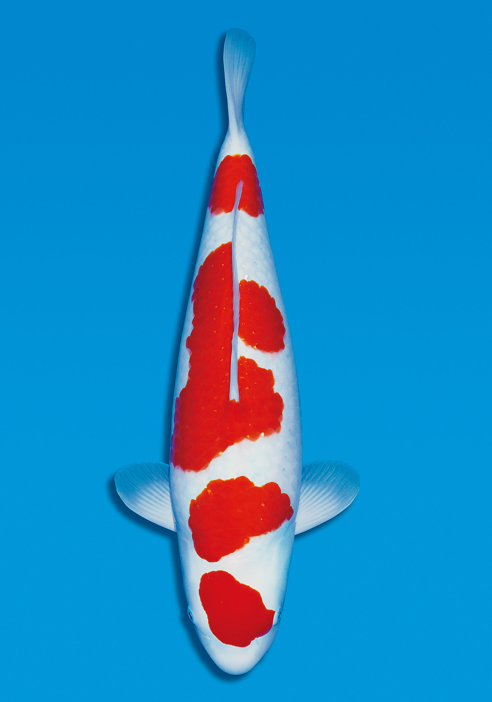 Award Koi Image