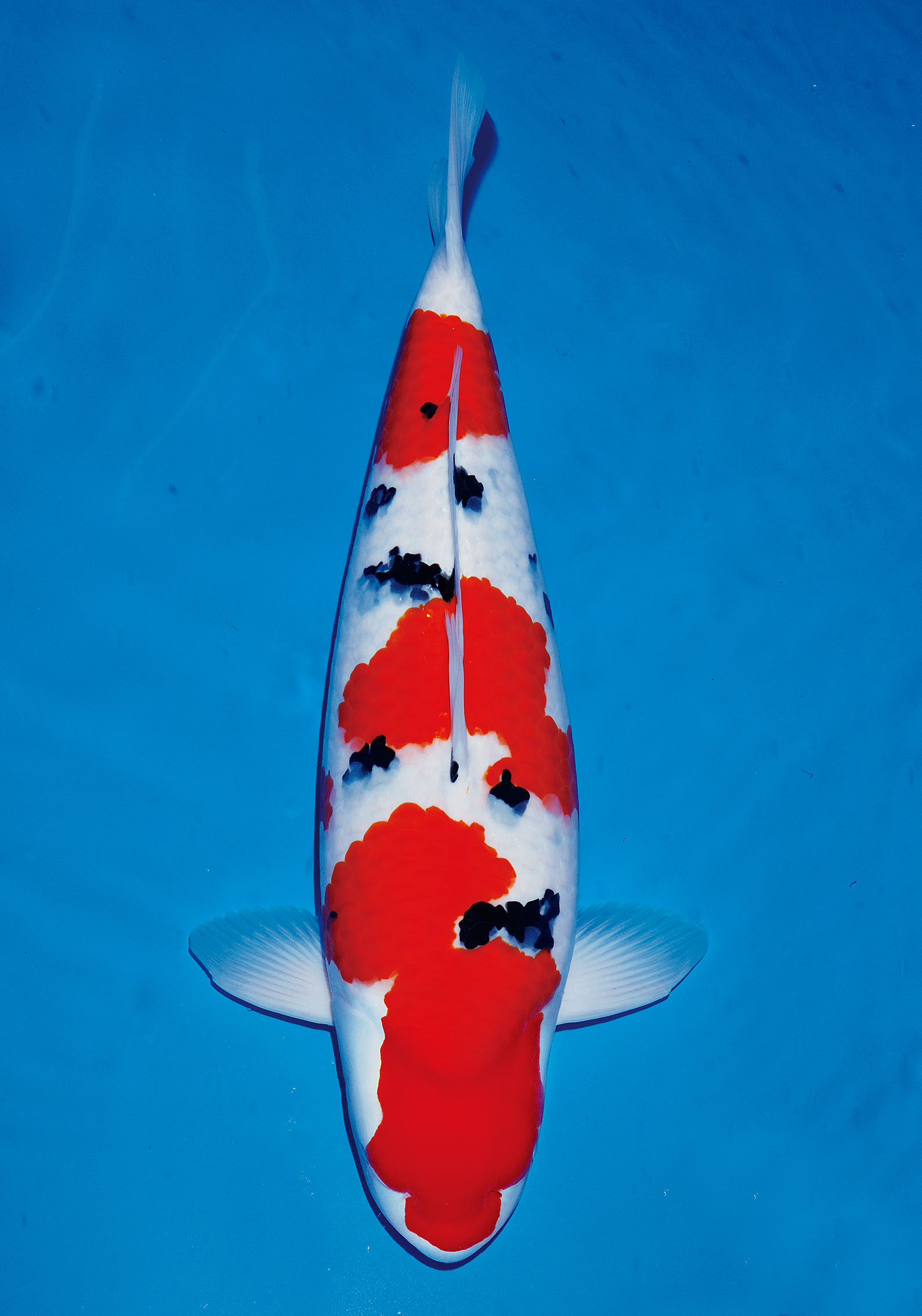 Award Koi Image