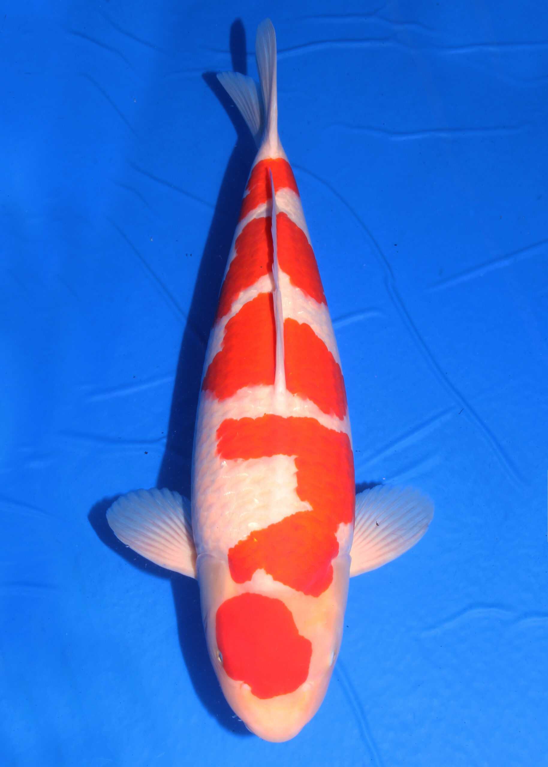 Award Koi Image