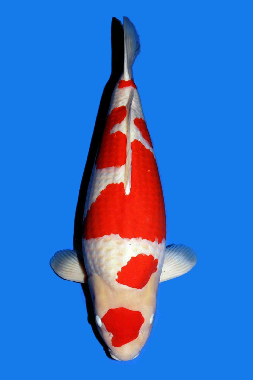 Award Koi Image