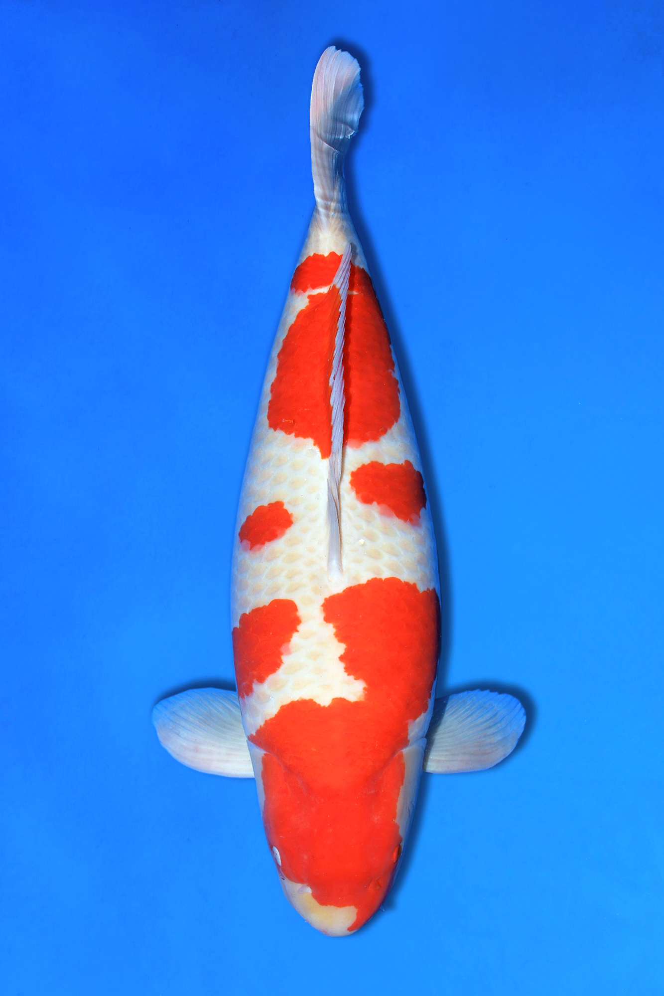 Award Koi Image