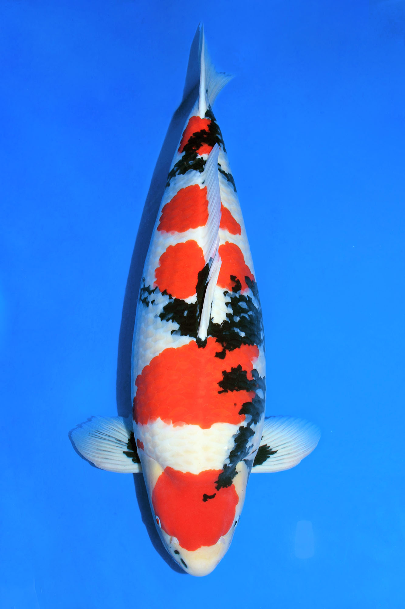 Award Koi Image