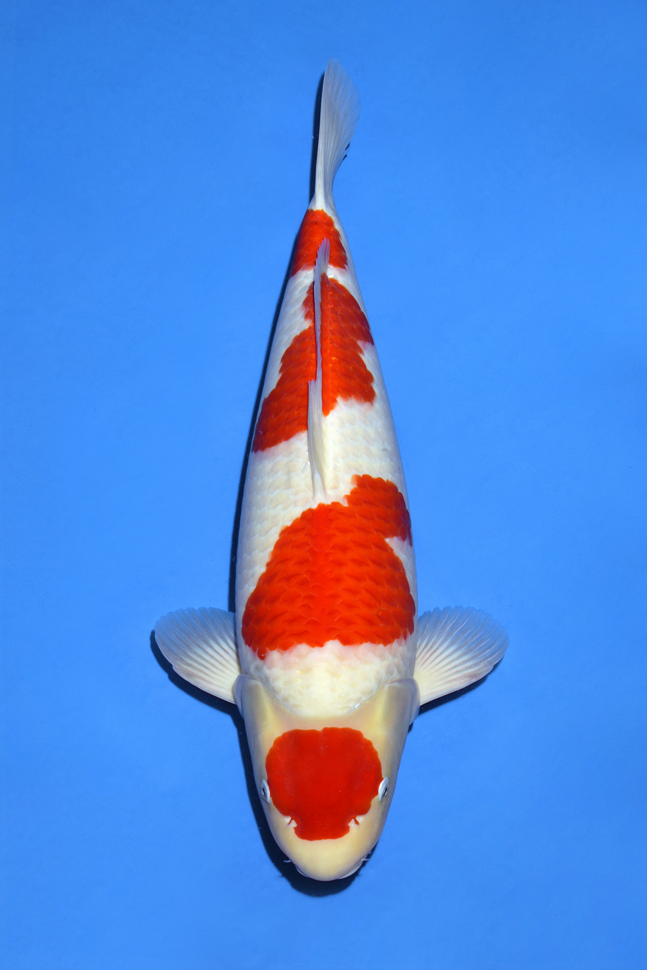 Award Koi Image