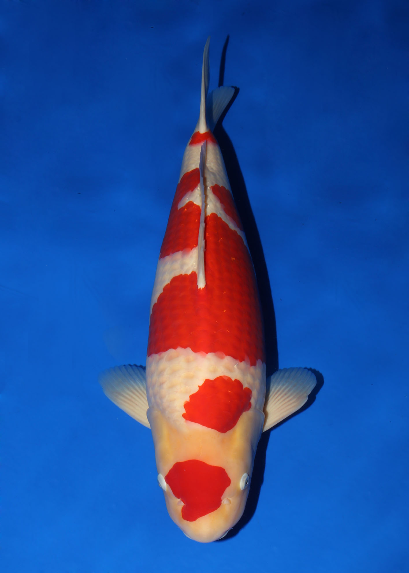 Award Koi Image