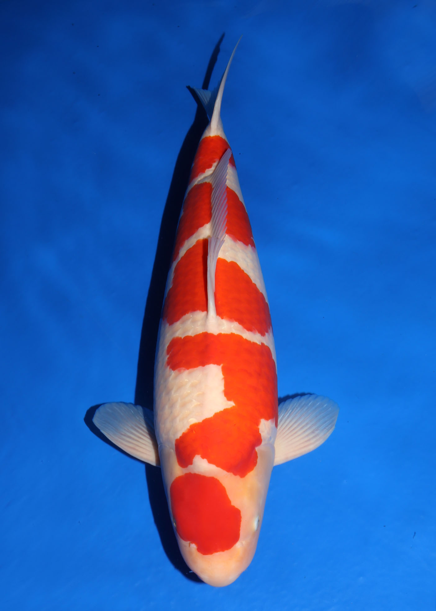 Award Koi Image