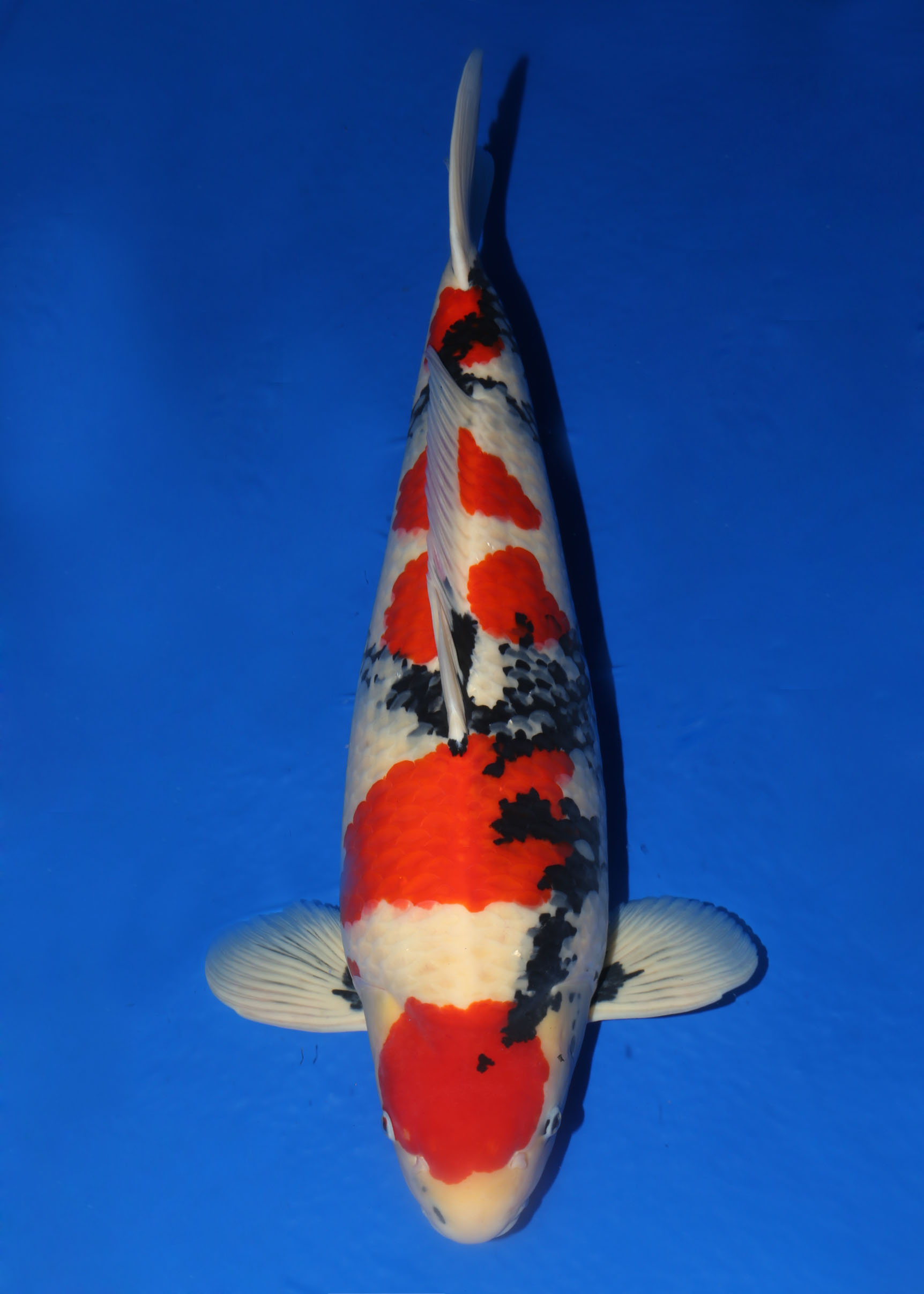 Award Koi Image
