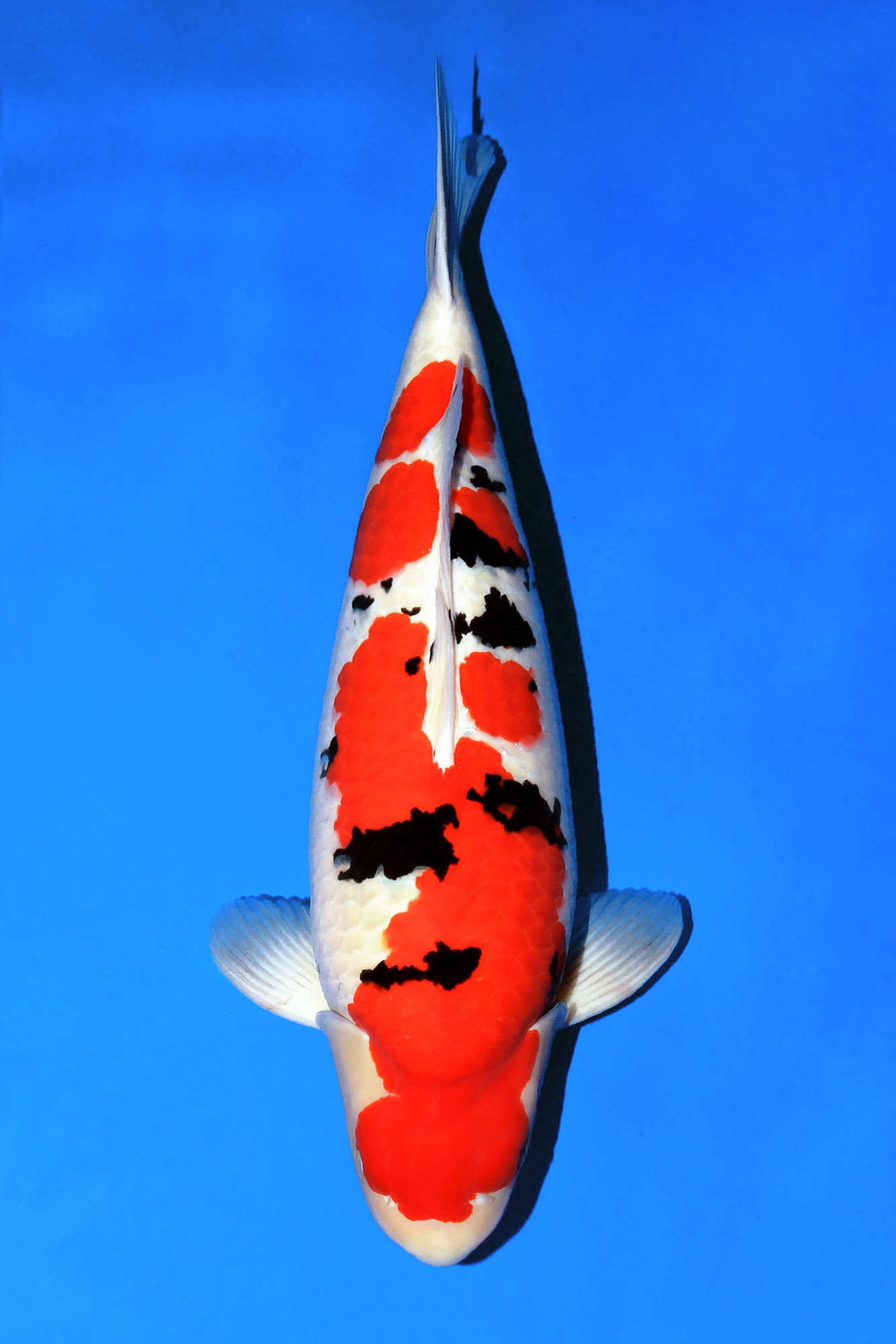 Award Koi Image