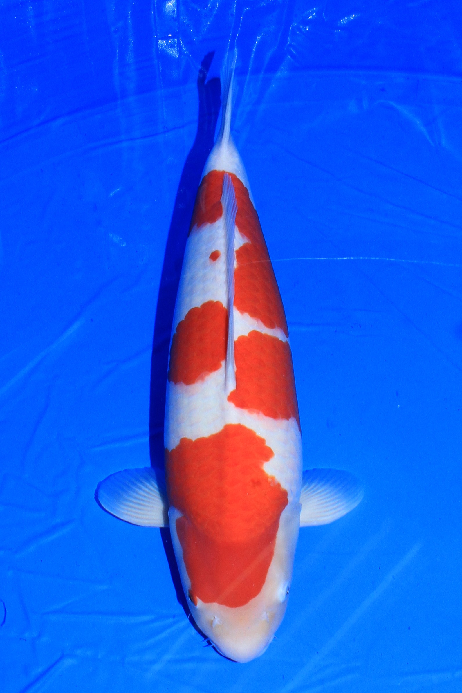 Award Koi Image