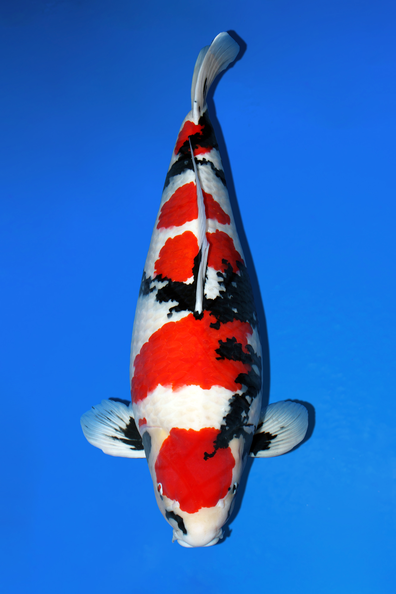 Award Koi Image