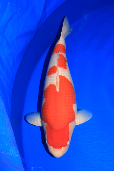 Award Koi Image