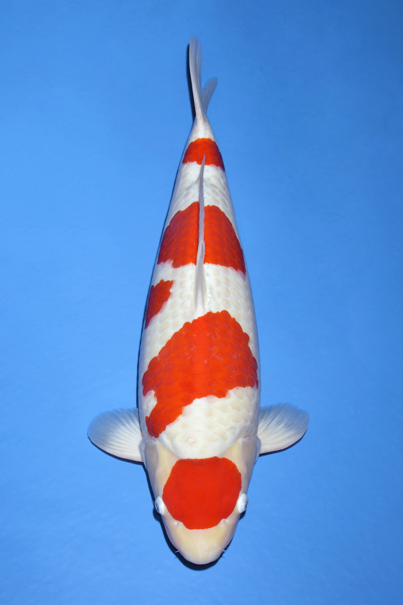 Award Koi Image