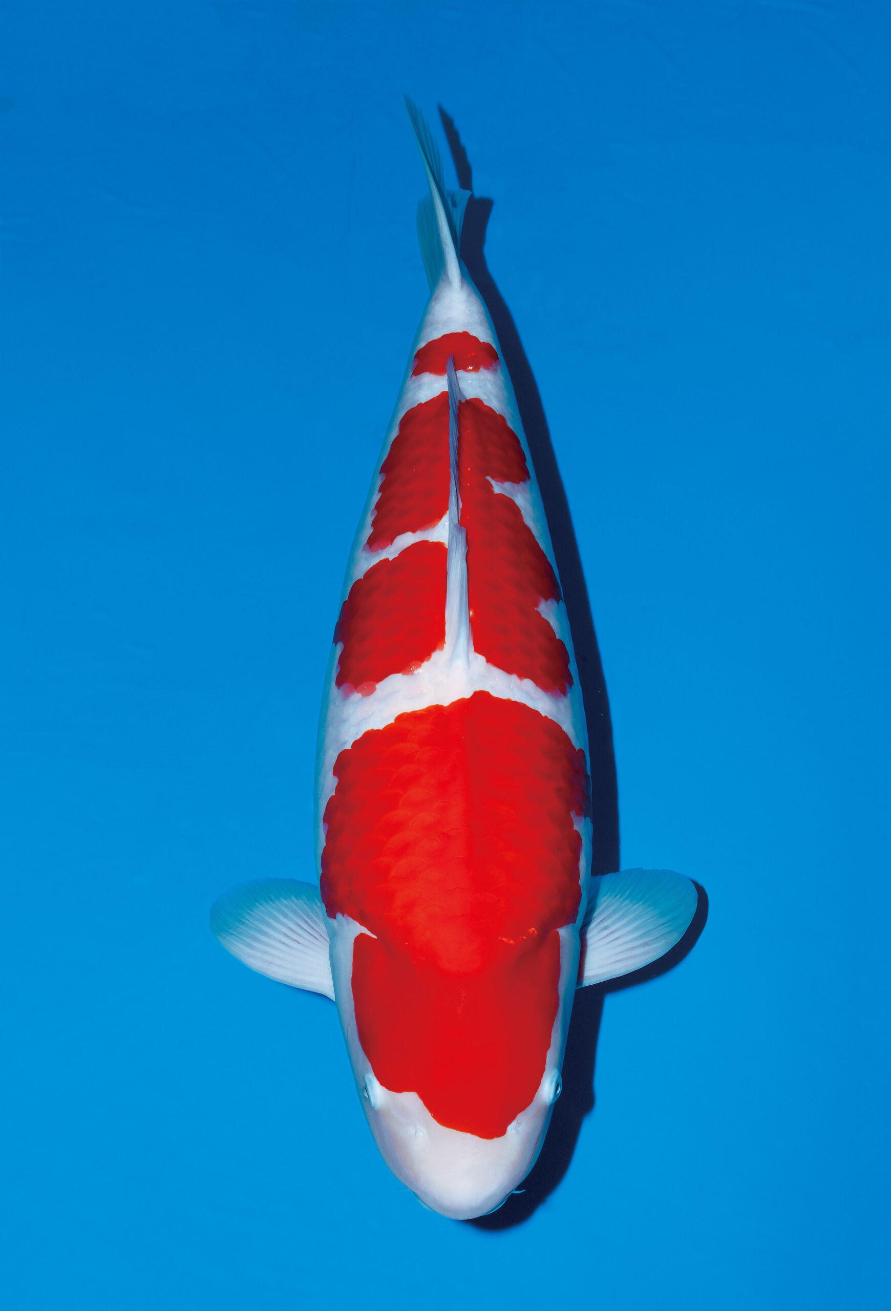 Award Koi Image