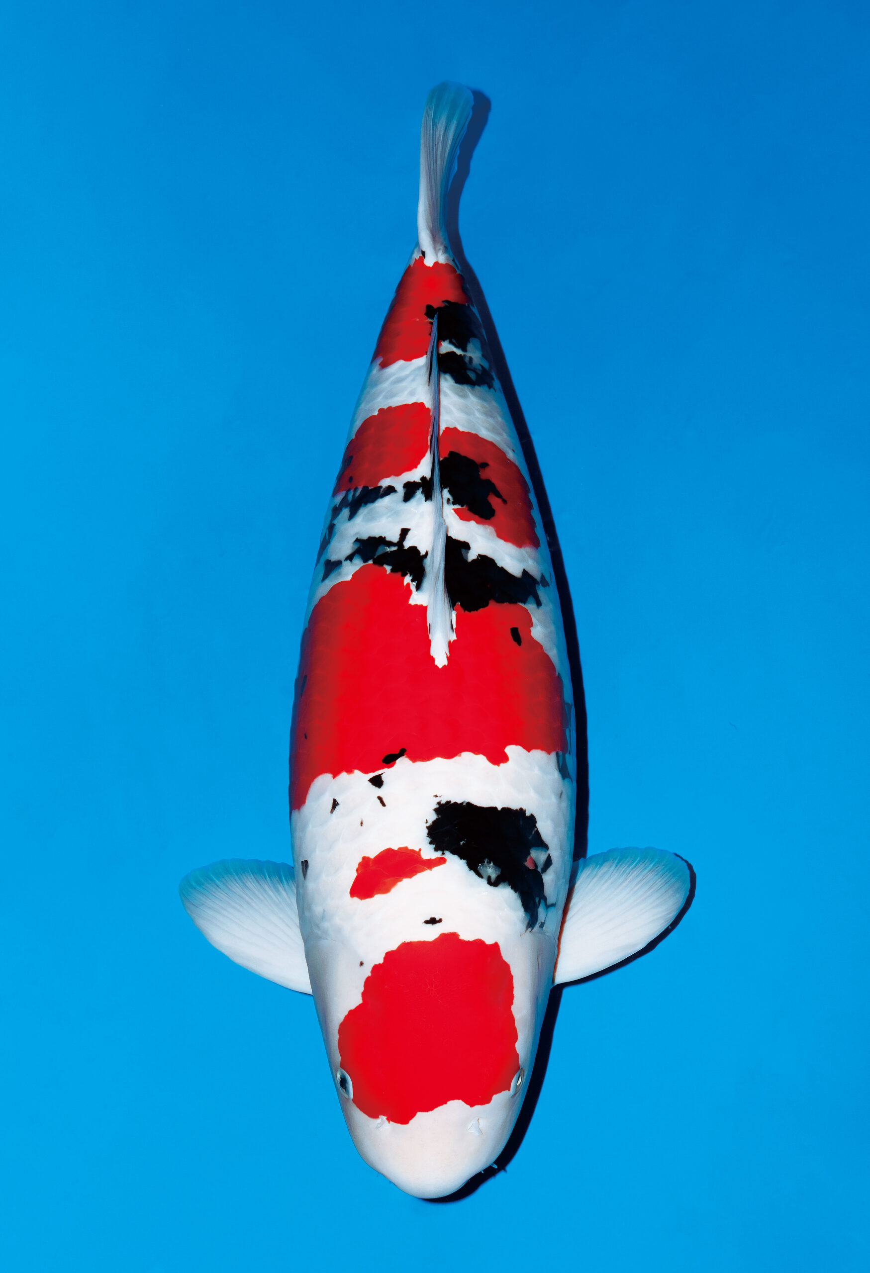 Award Koi Image