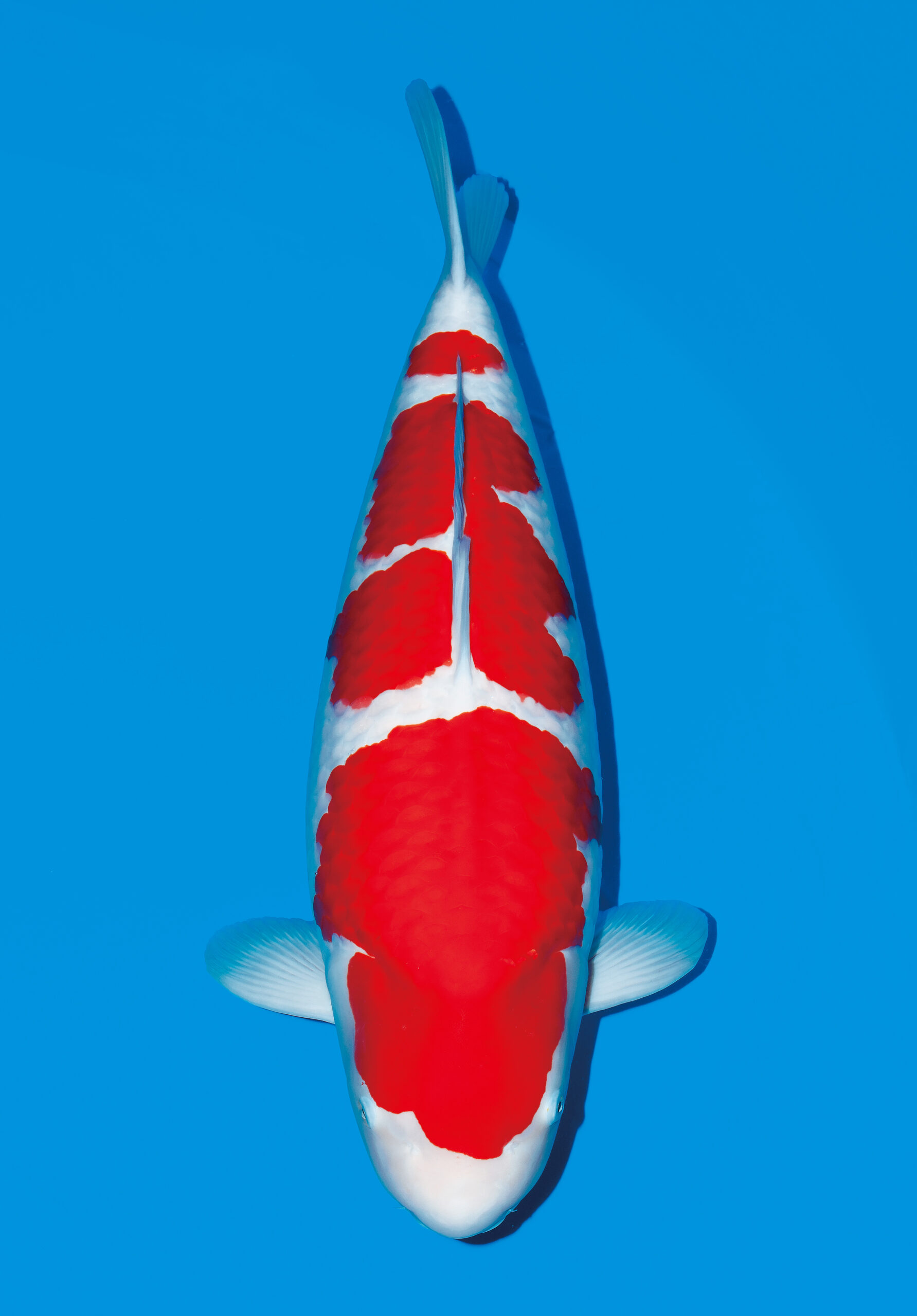 Award Koi Image