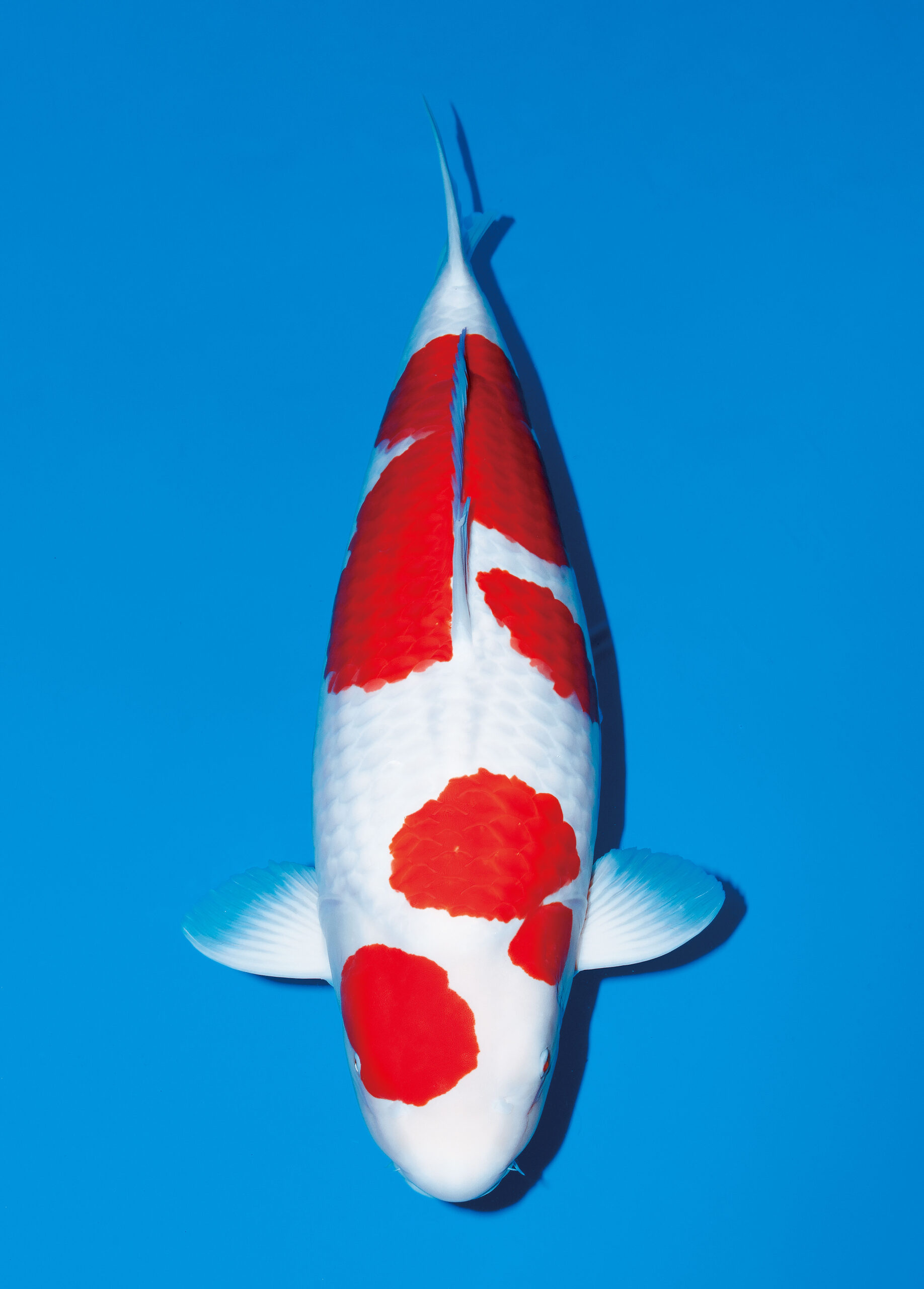 Award Koi Image