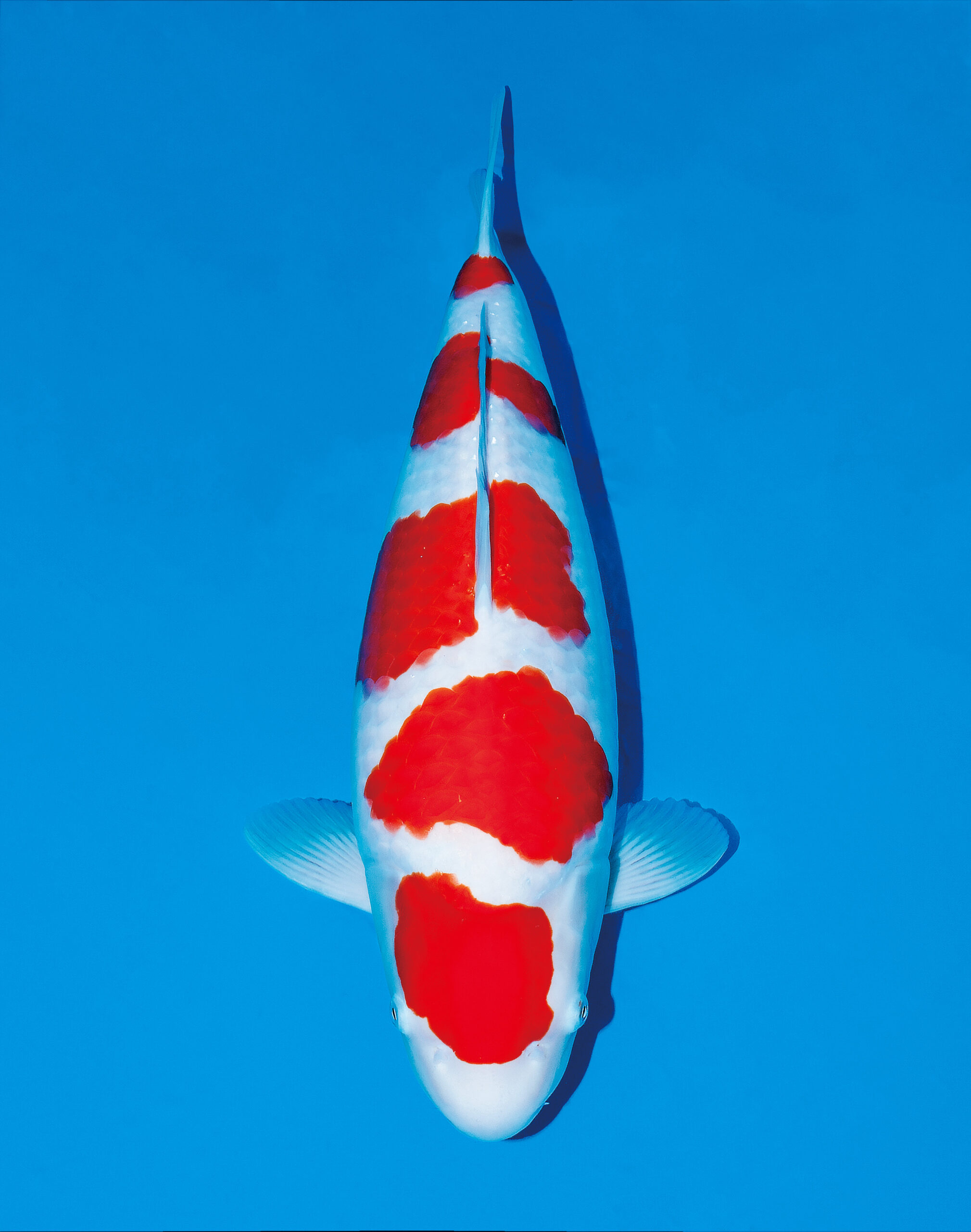 Award Koi Image