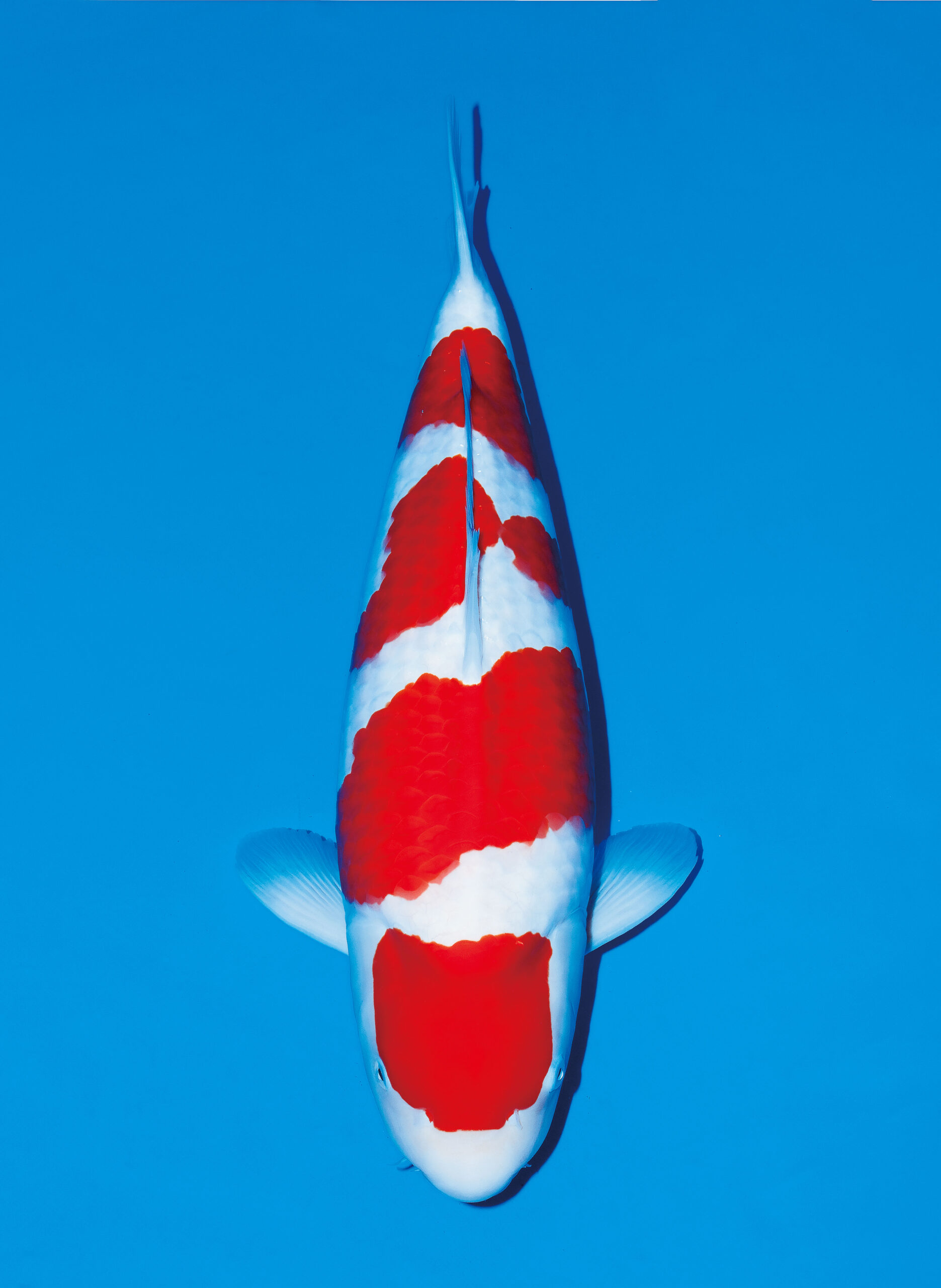 Award Koi Image