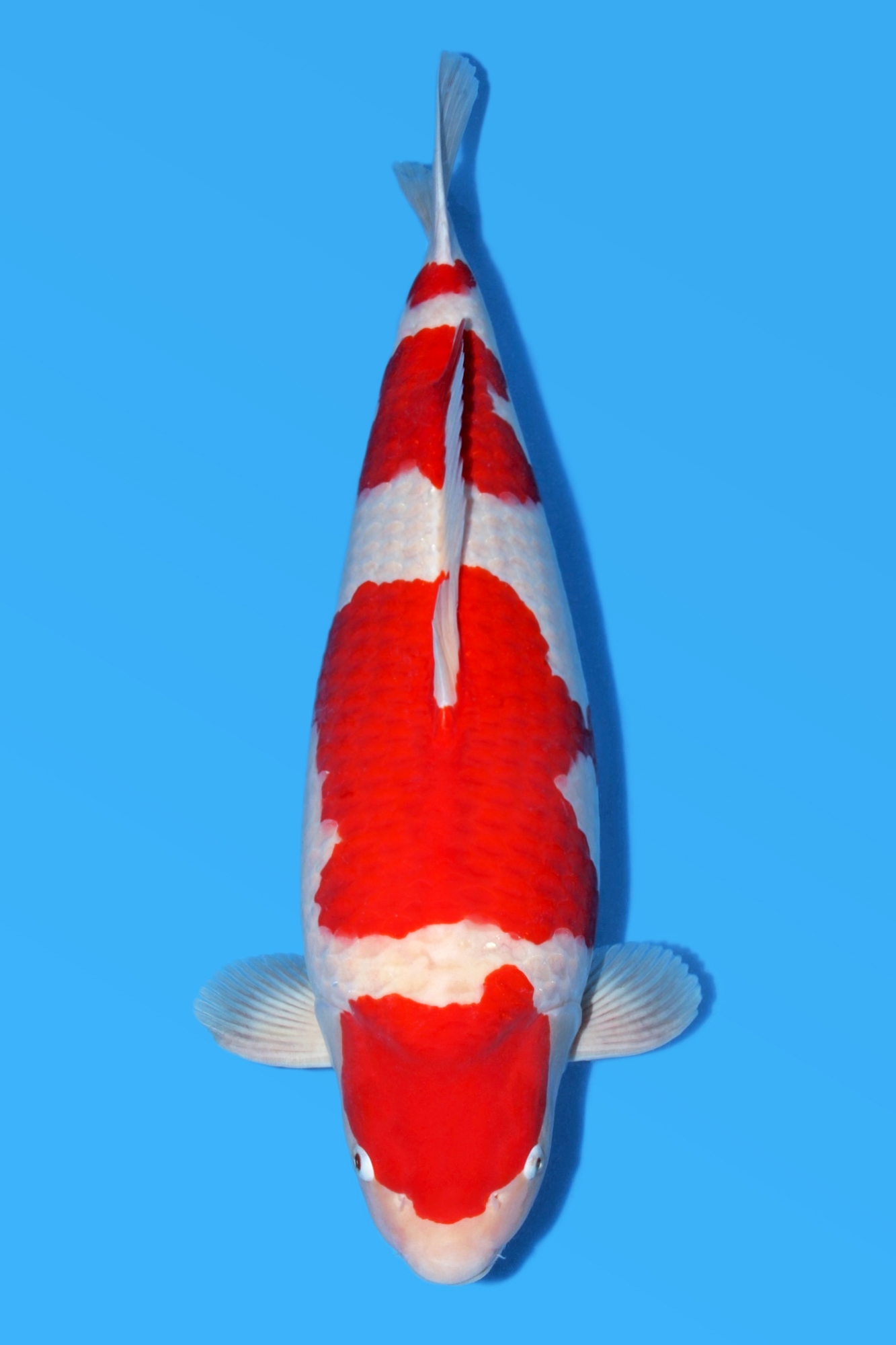 Award Koi Image