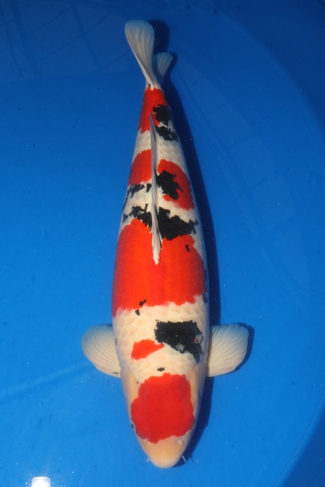 Award Koi Image