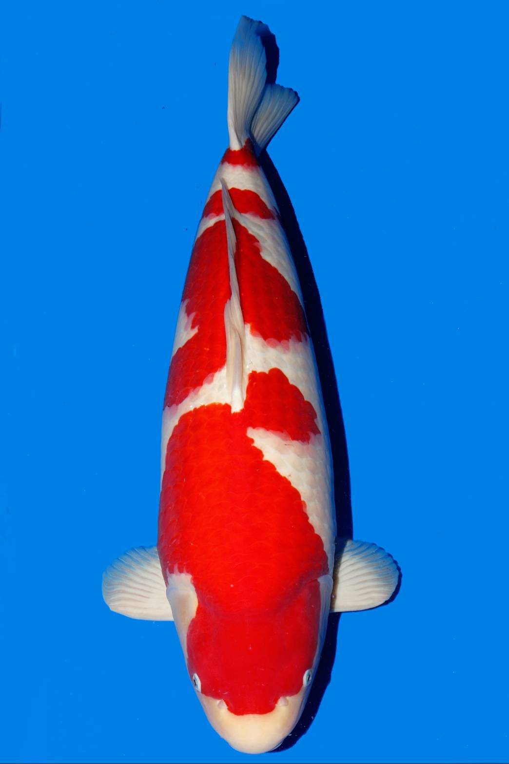 Award Koi Image