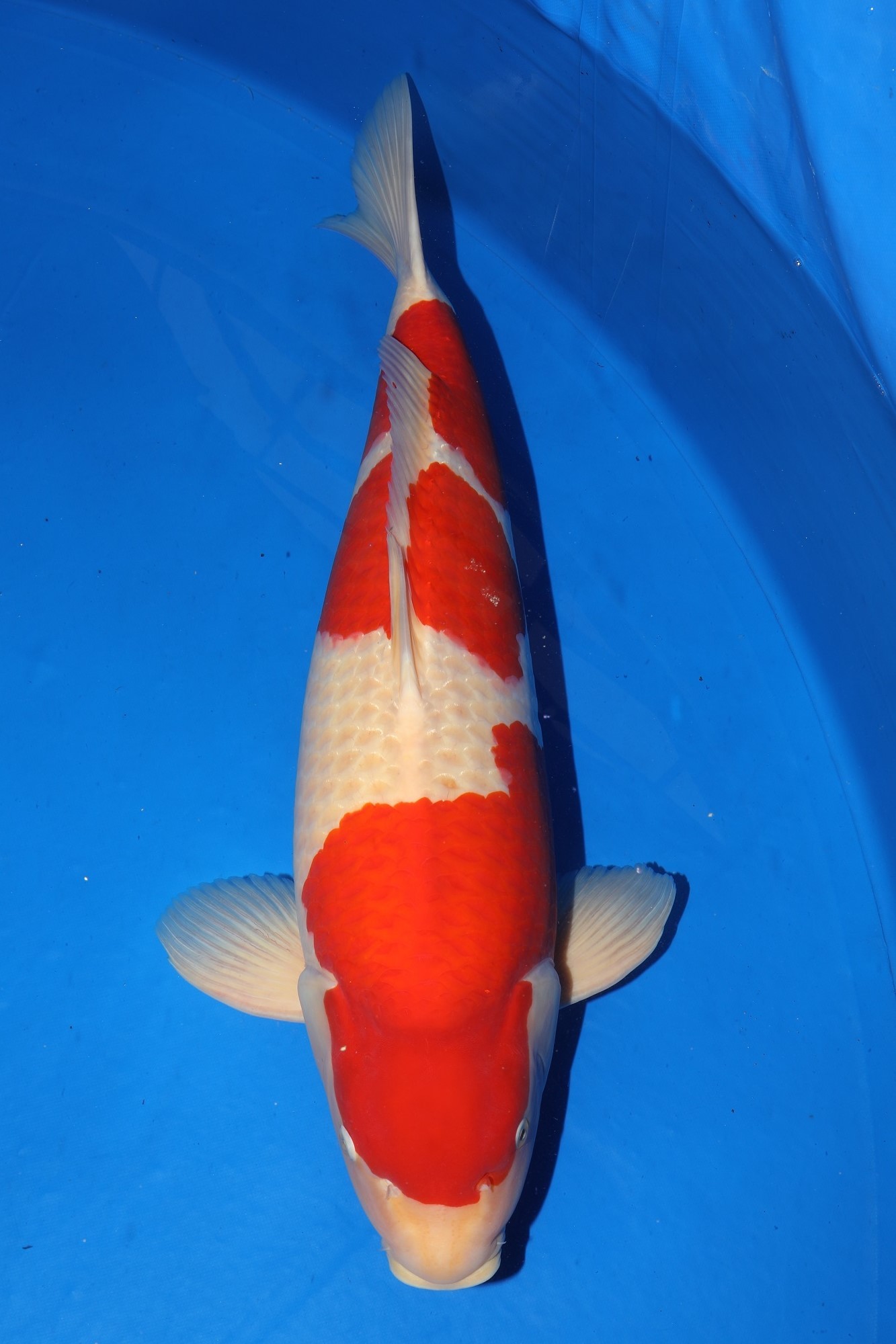 Award Koi Image