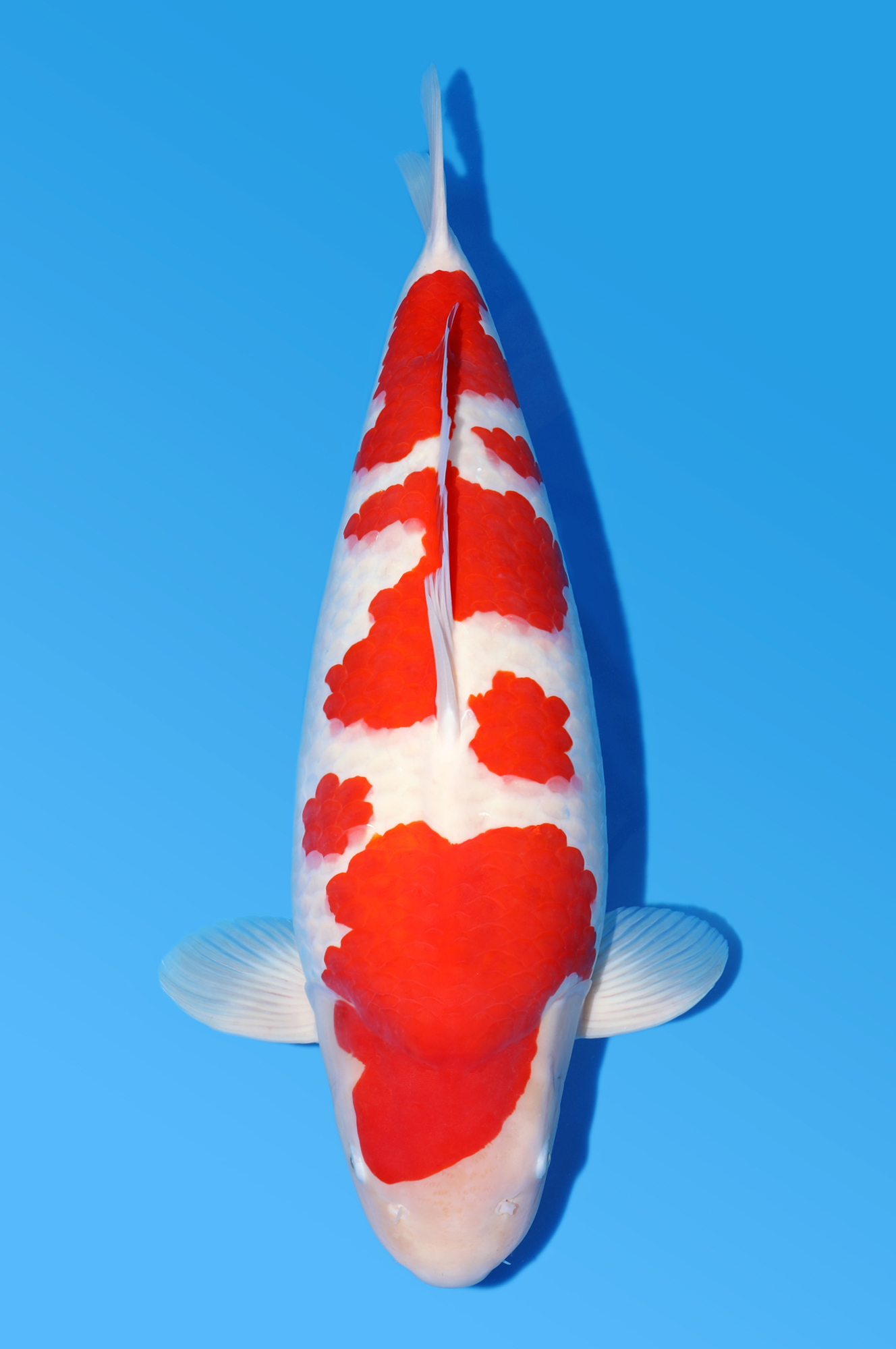 Award Koi Image