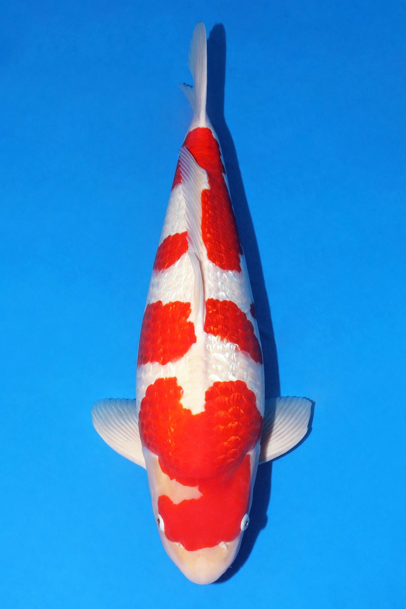 Award Koi Image
