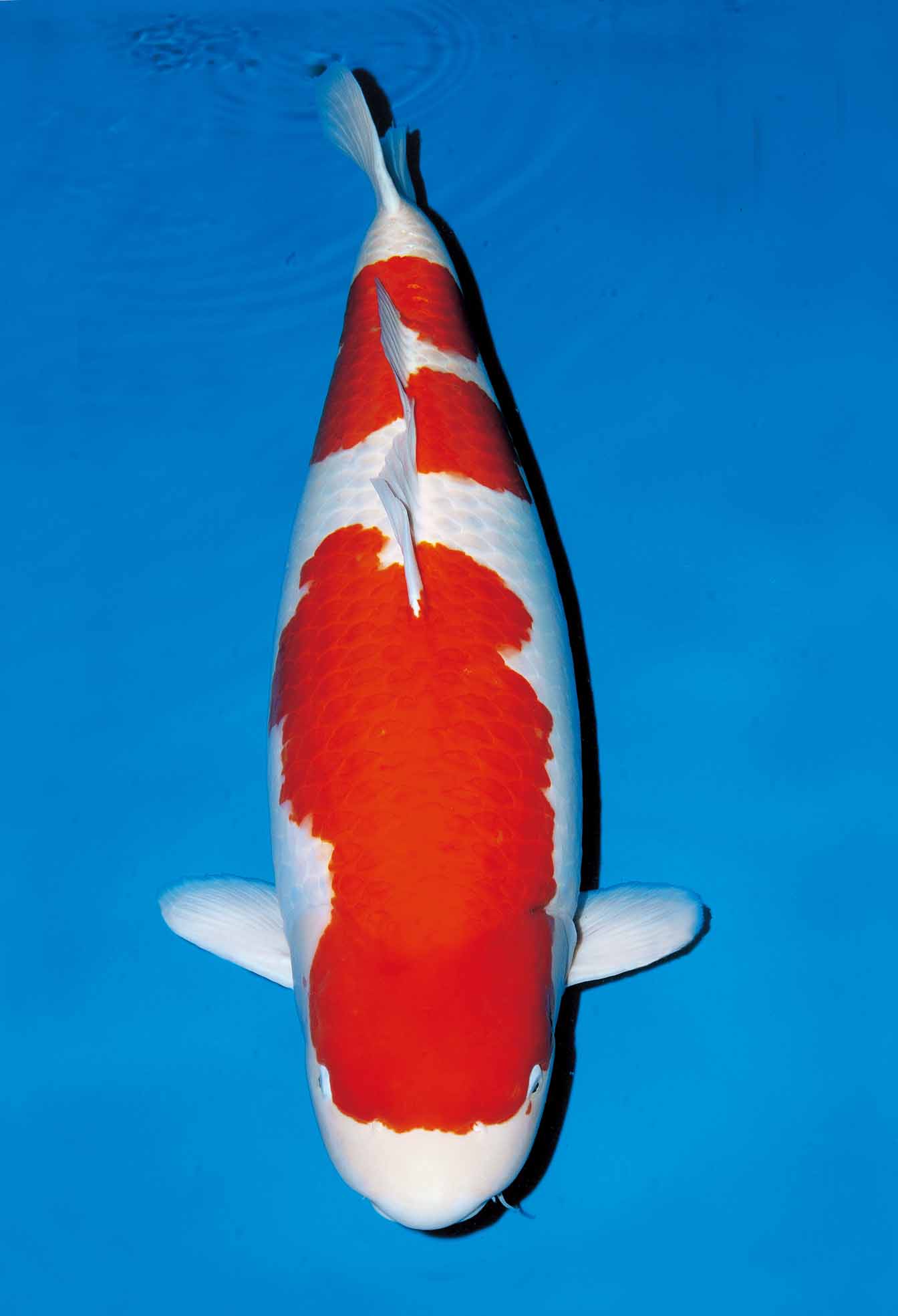 Award Koi Image