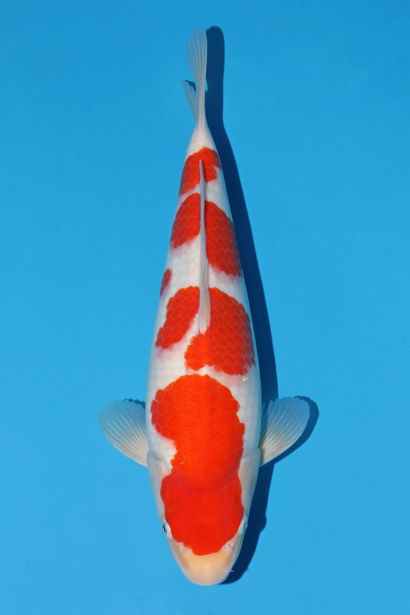 Award Koi Image