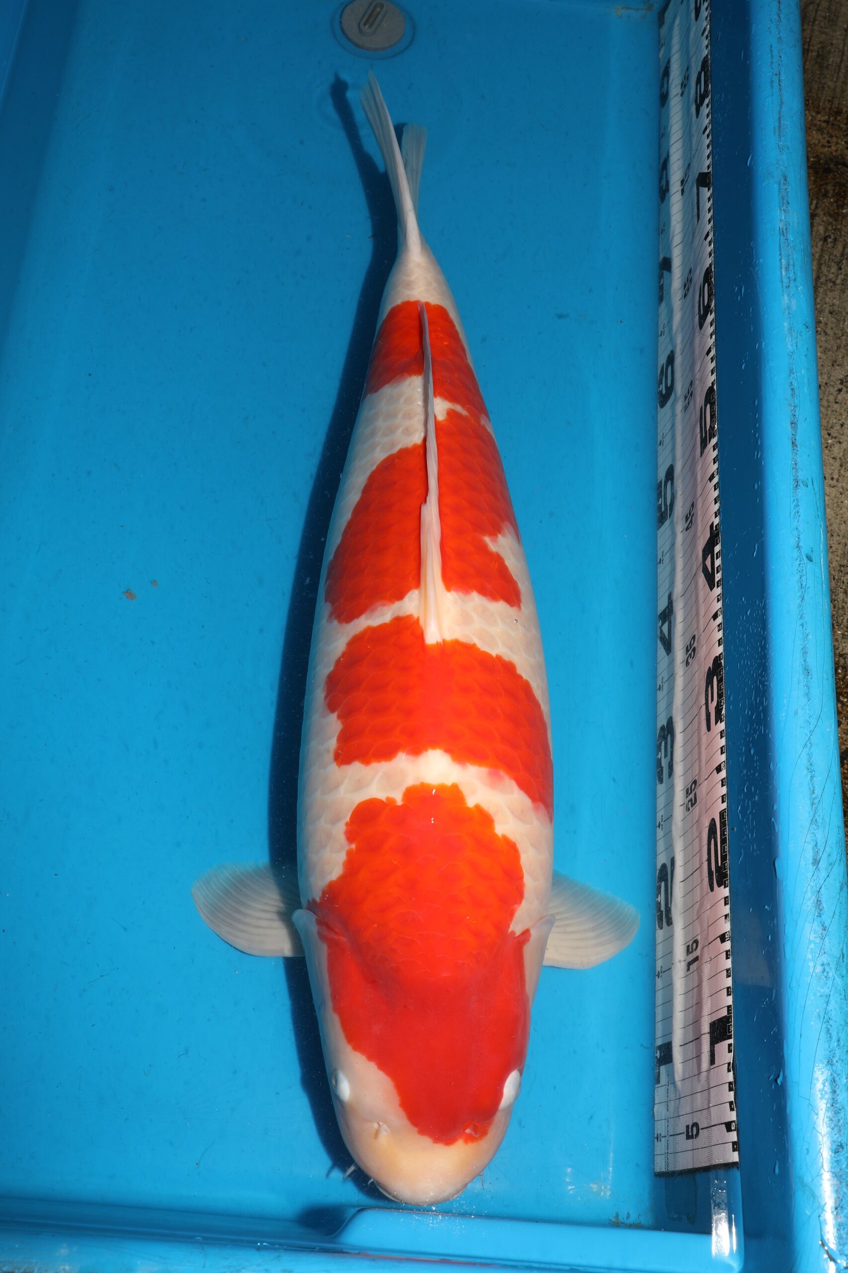 Award Koi Image