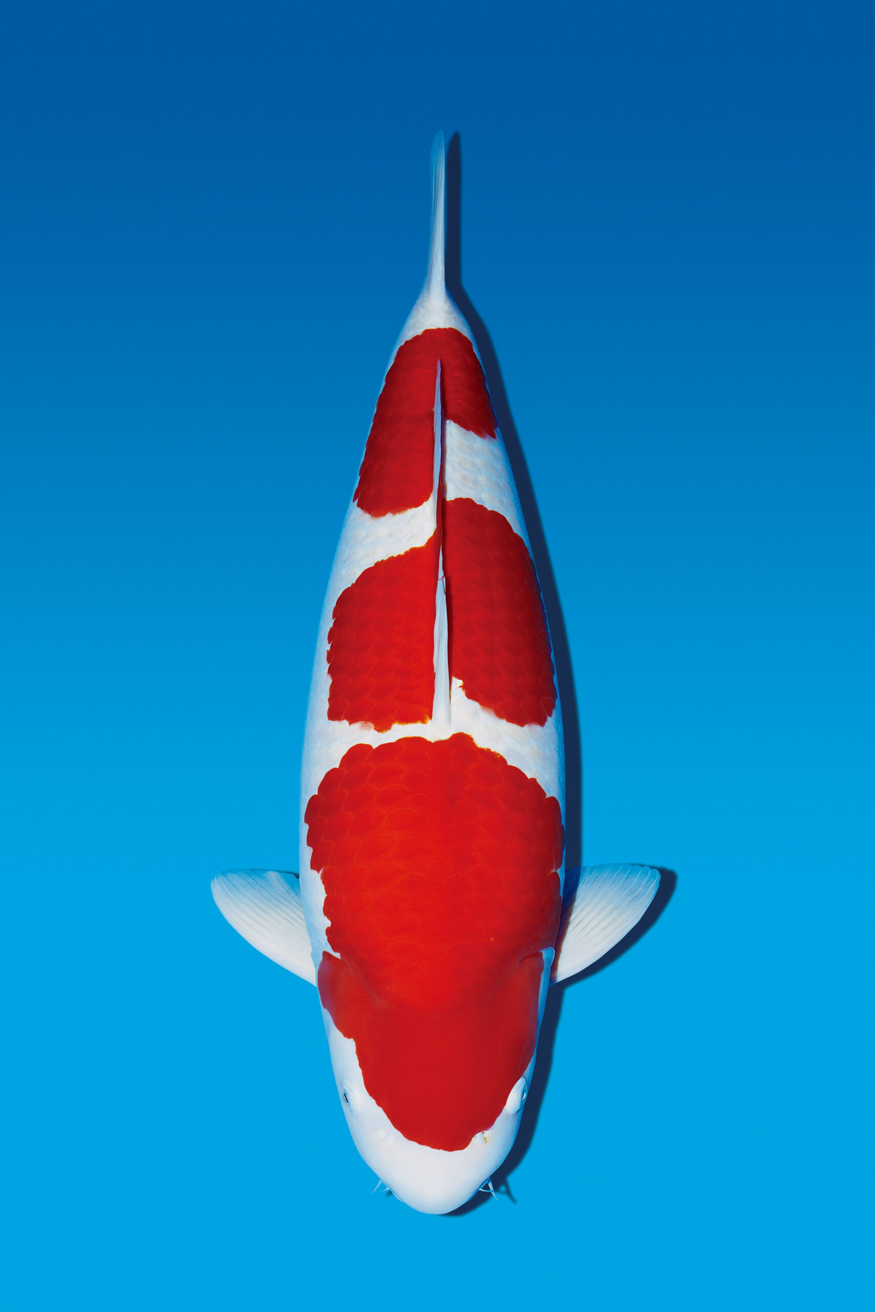 Award Koi Image
